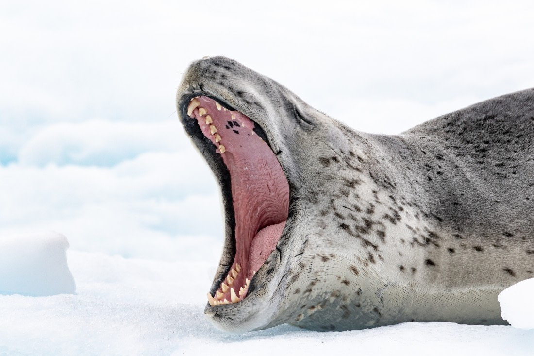 Contribute to science with your leopard seal picture