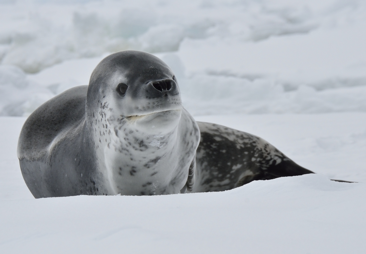 Leopard Seal