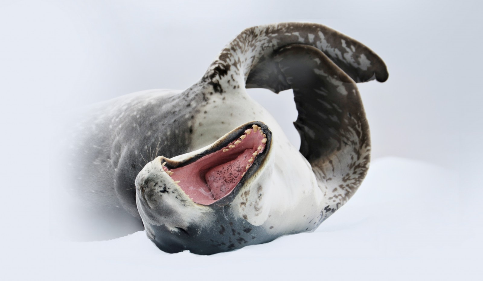 Contribute to science with your leopard seal picture