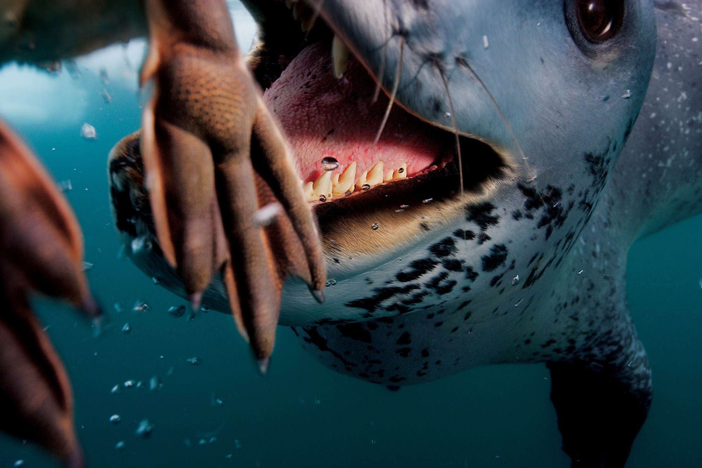 free high resolution wallpaper leopard seal