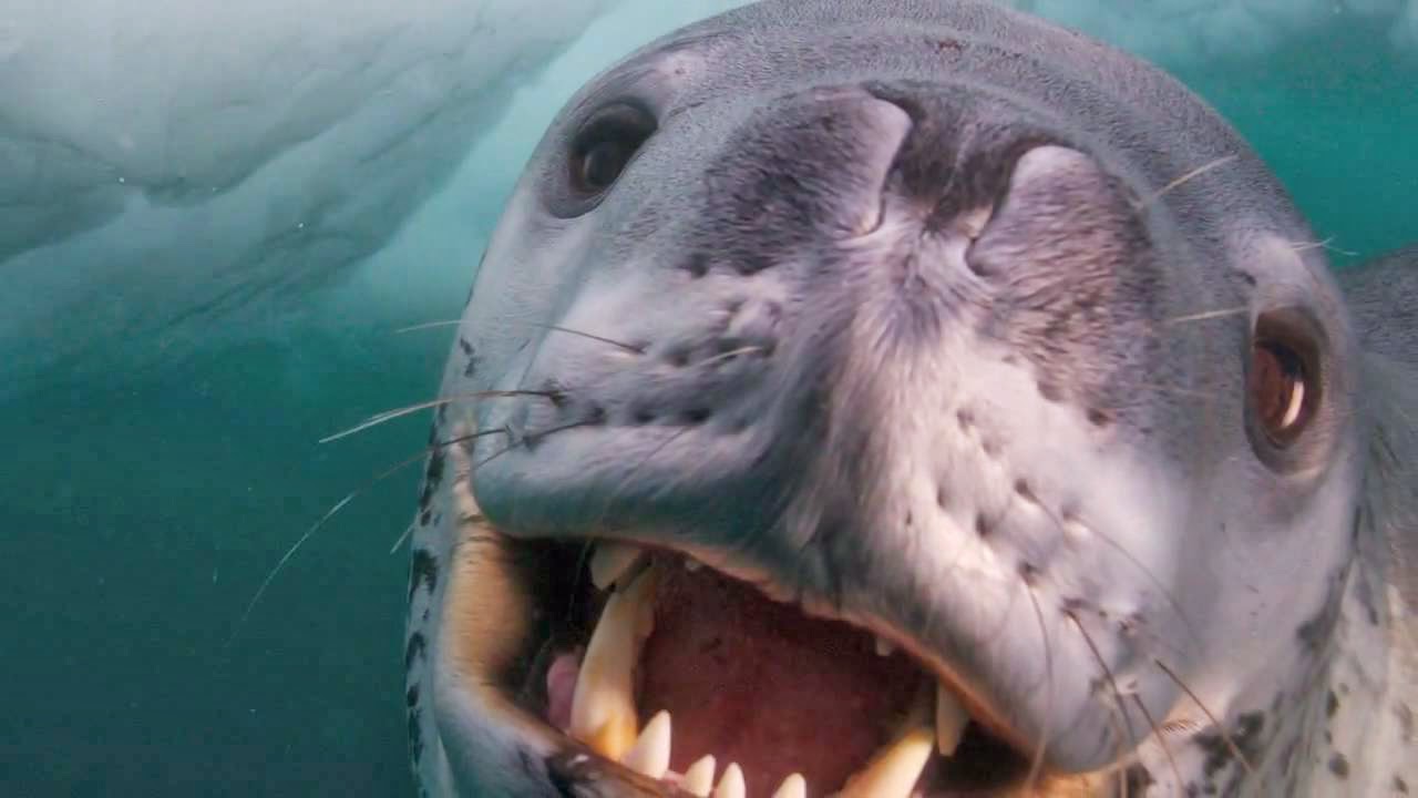Fun Animals Wiki, Videos, Picture, Stories: Leopard Seal Flaunts Nurturing Side