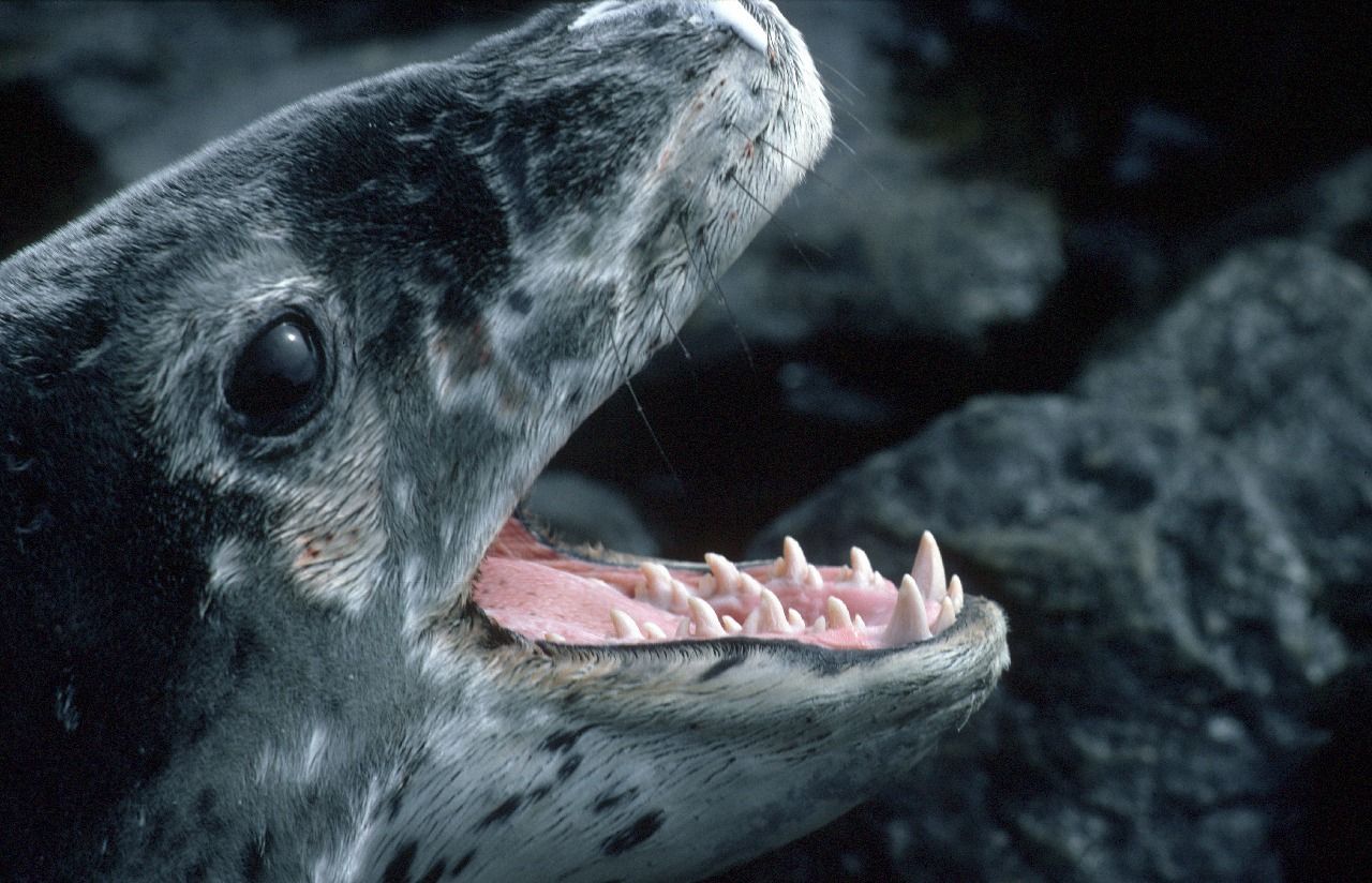 Seal picture. Leopard seal, Ocean mammal, Wildlife picture