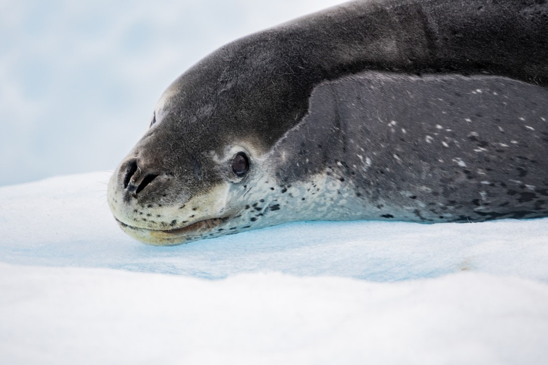 Contribute to science with your leopard seal picture