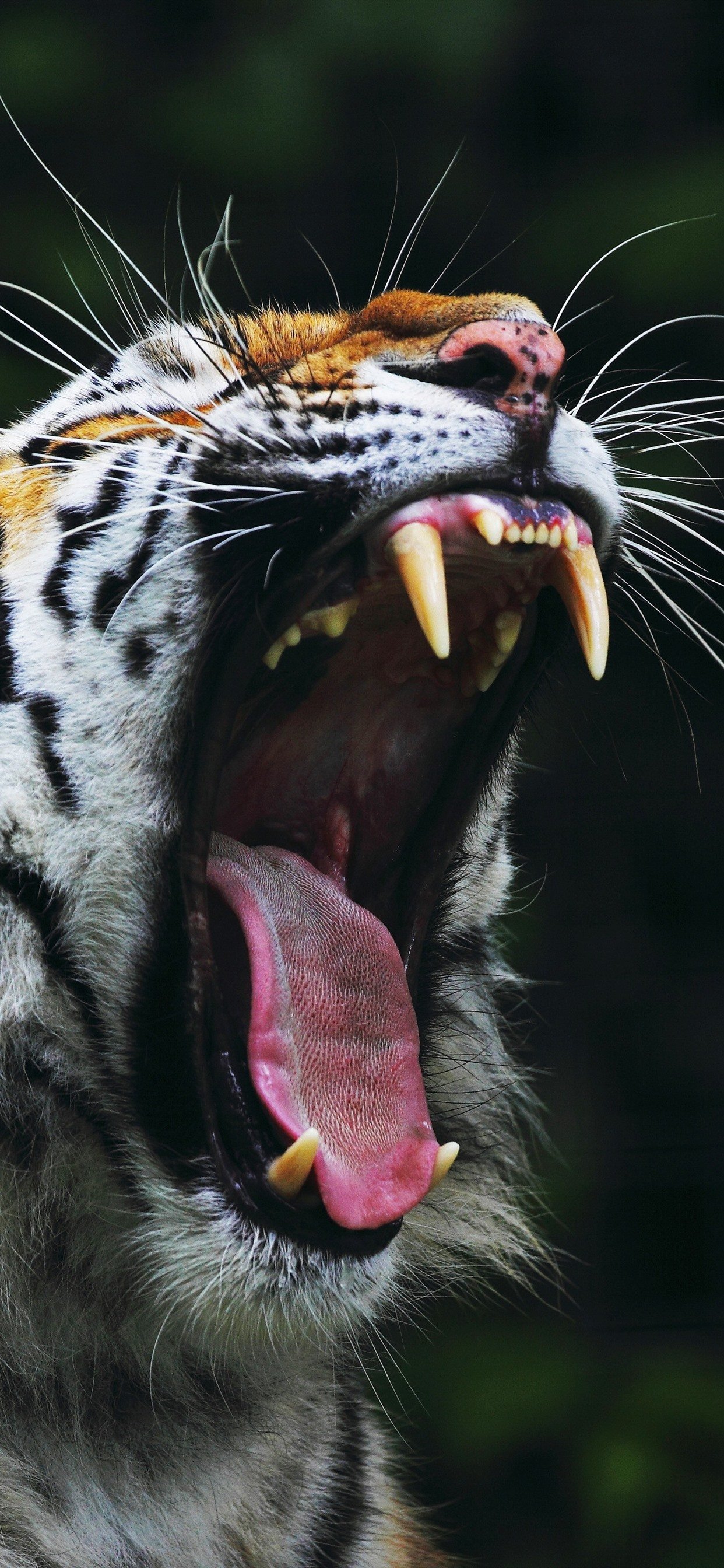 Tiger Yawn, Open Mouth, Teeth 1242x2688 IPhone 11 Pro XS Max Wallpaper, Background, Picture, Image