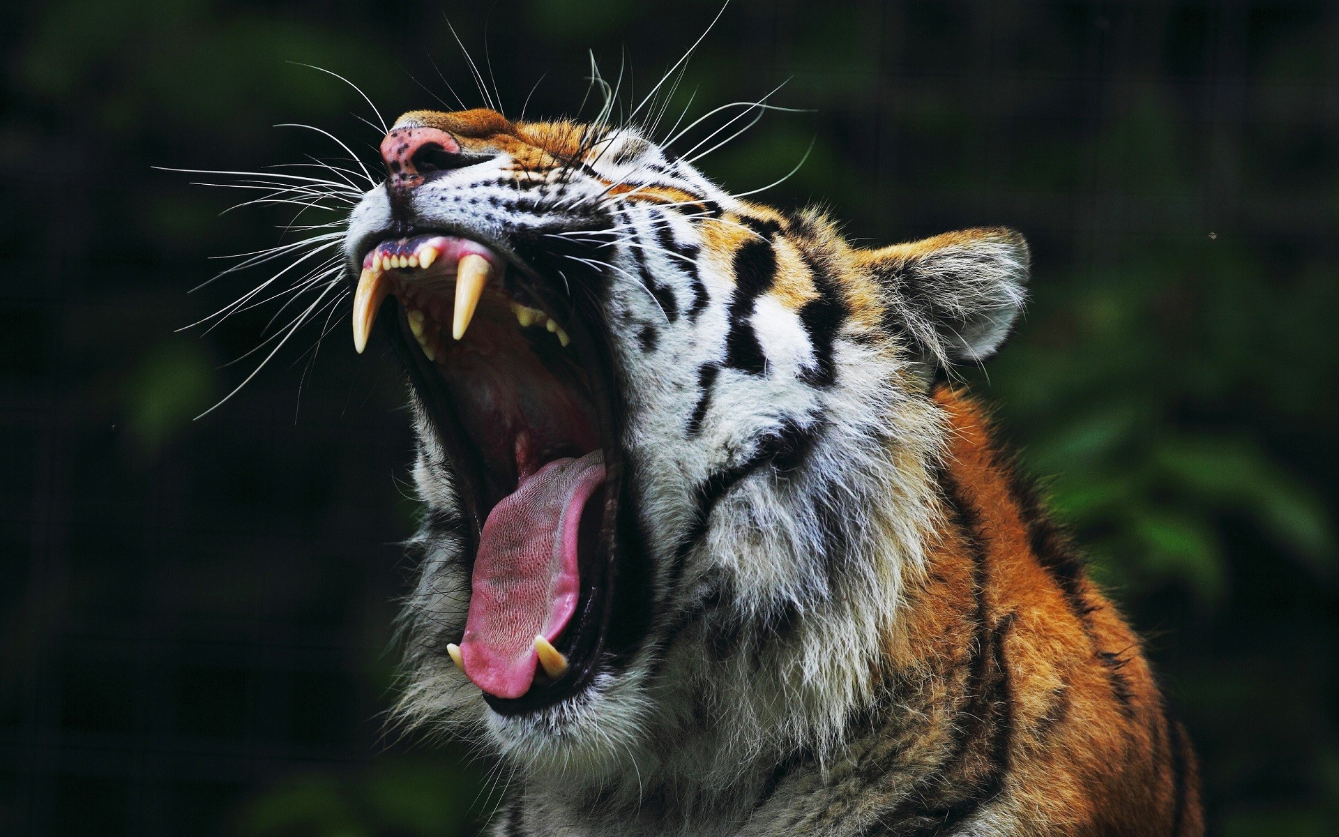 animals, Tiger, Open Mouth, Nature, Big Cats Wallpaper HD / Desktop and Mobile Background