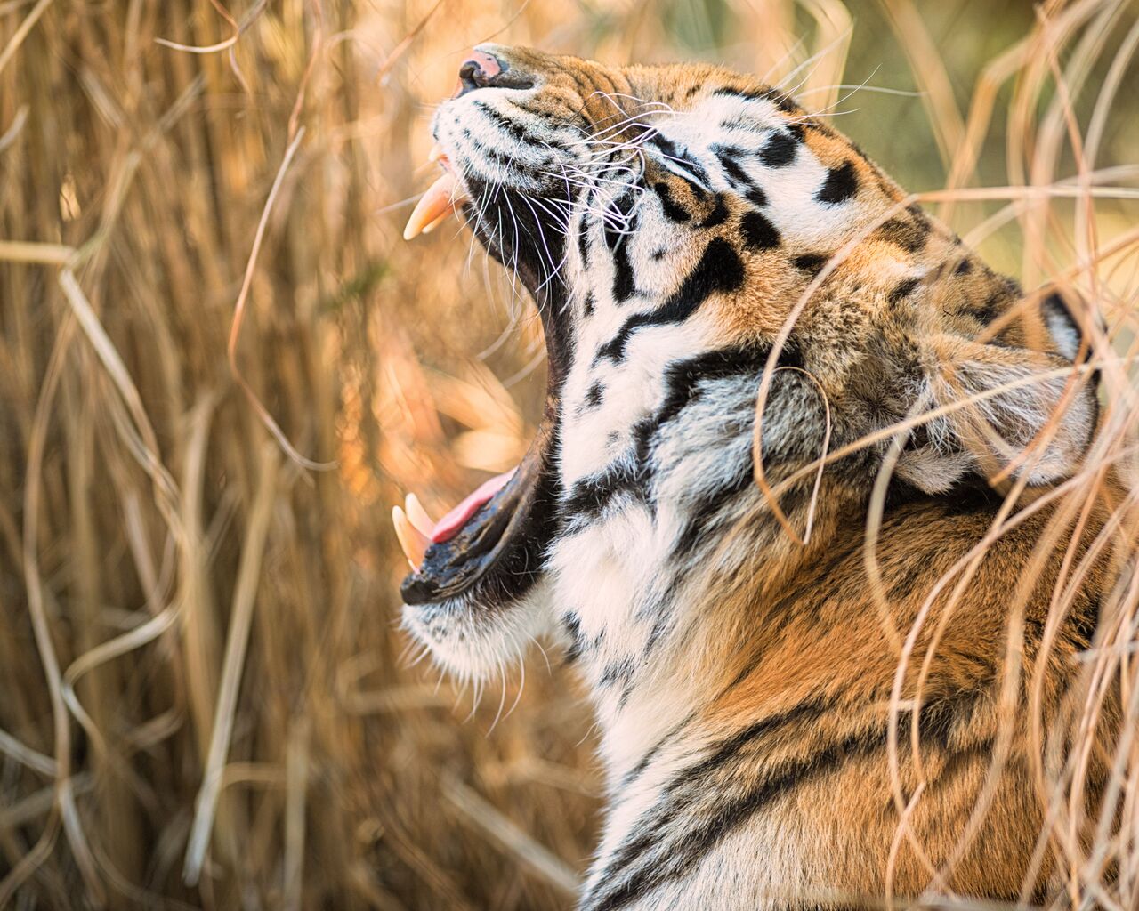 Tiger Open Mouth 8k 1280x1024 Resolution HD 4k Wallpaper, Image, Background, Photo and Picture