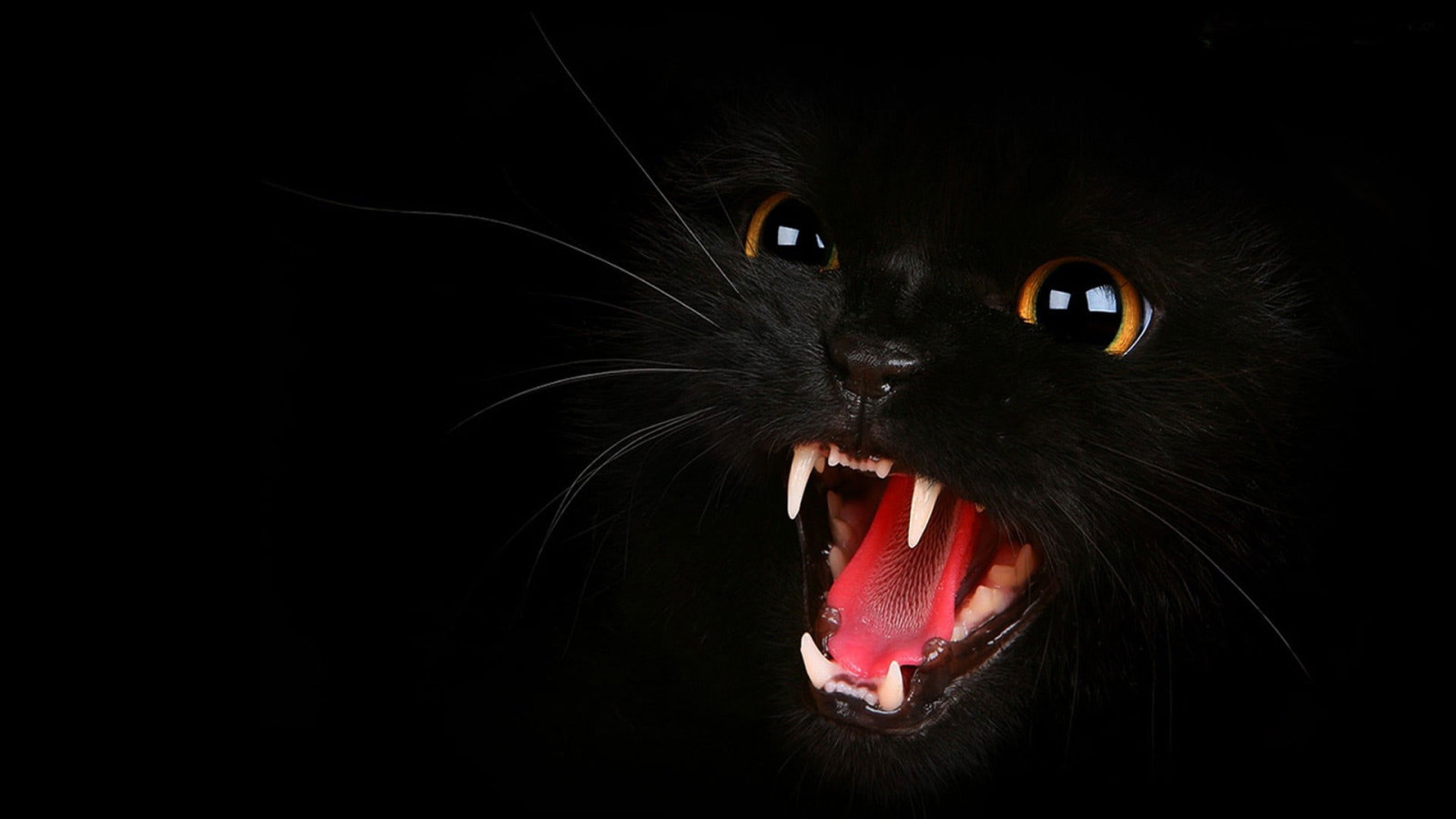 Wallpaper Black Cat, Black Cats, Animals, Open Mouth • Wallpaper For You HD Wallpaper For Desktop & Mobile