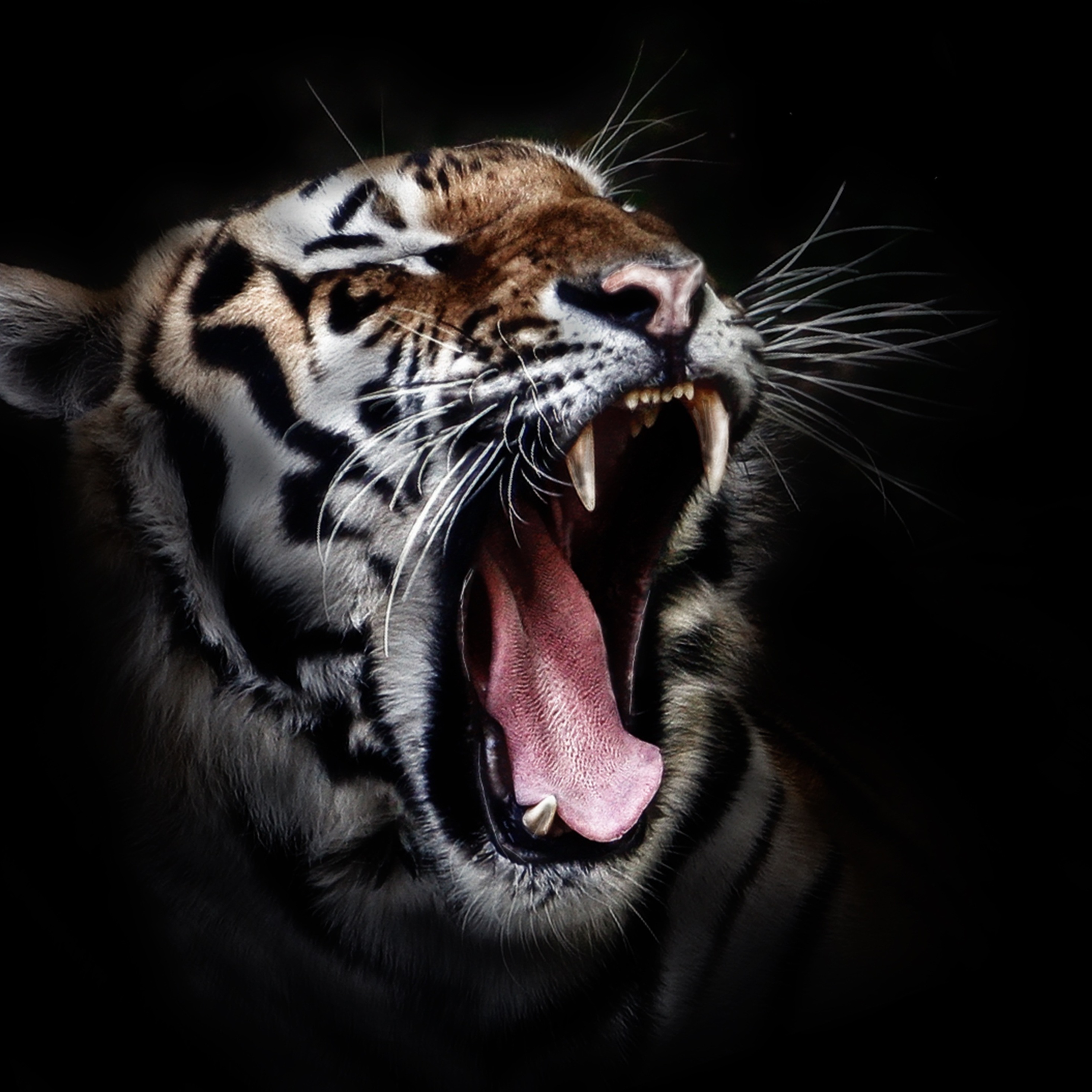 Tiger Open Mouth iPad Pro Retina Display HD 4k Wallpaper, Image, Background, Photo and Picture