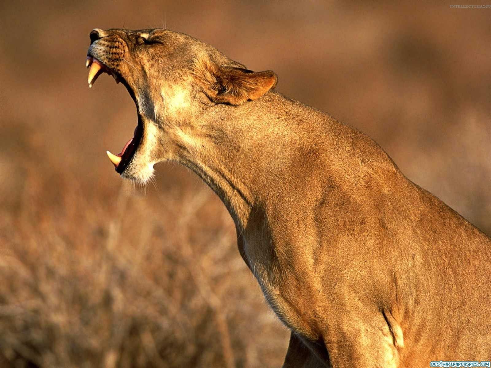 Free download Wallpaper lioness africa mouth open [1600x1200] for your Desktop, Mobile & Tablet. Explore Big Mouth Wallpaper. Big Big Wallpaper Store Hamilton, A Big Big Wallpaper Store, The