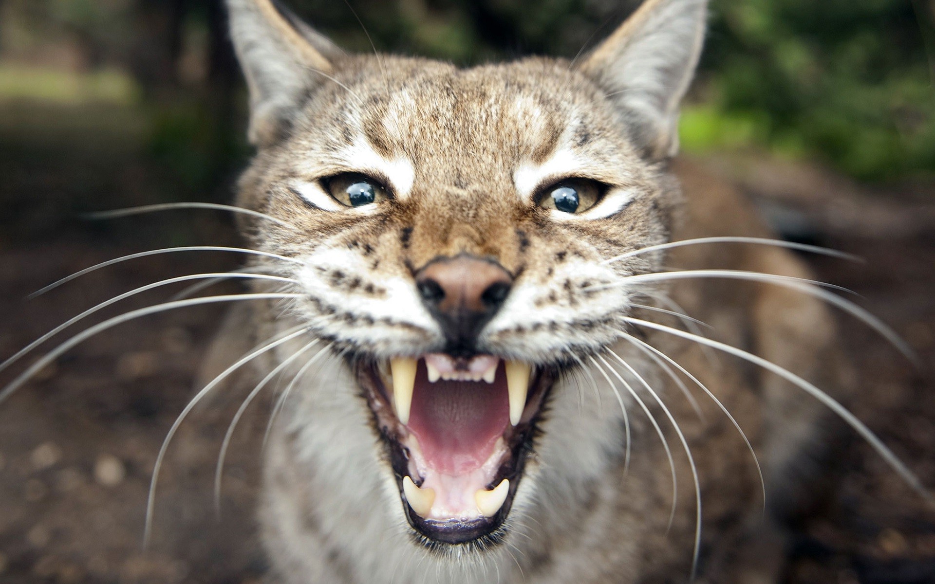 nature, Animals, Lynx, Big Cats, Open Mouth Wallpaper HD / Desktop and Mobile Background