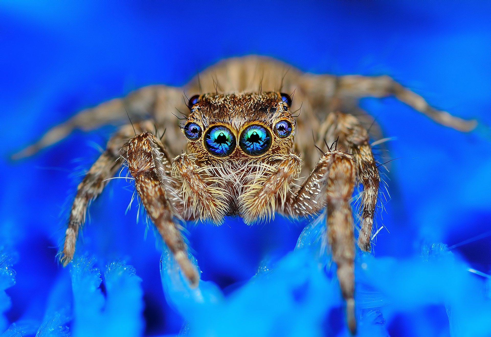 Jumping Spider HD Wallpaper