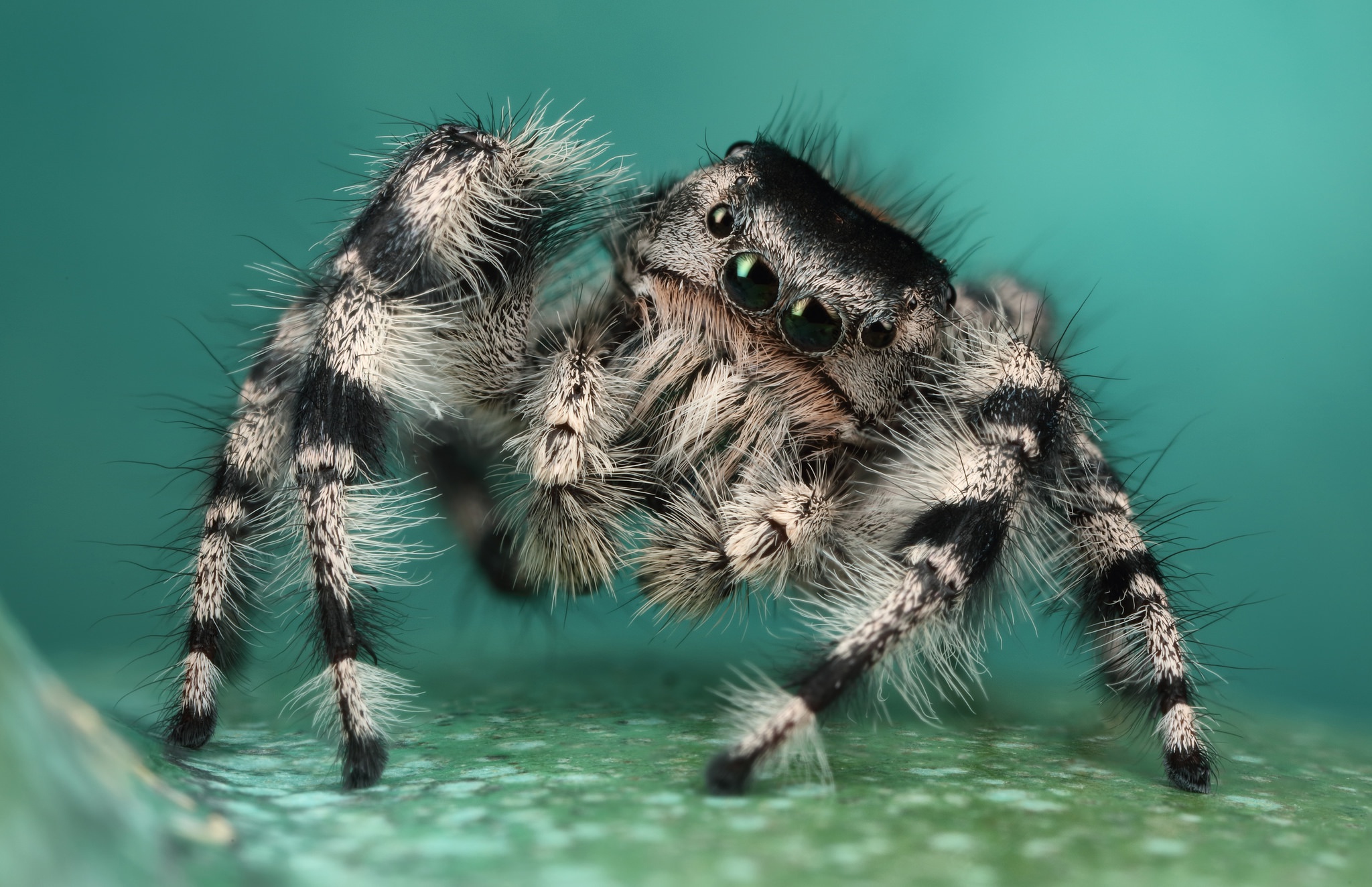 Jumping Spider HD Wallpaper