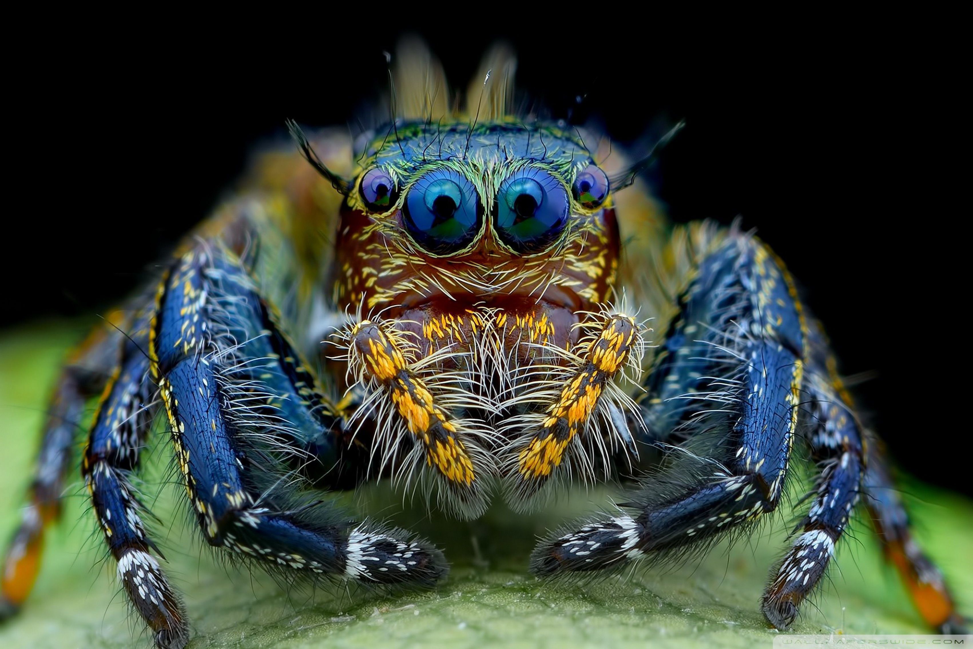 Jumping Spider Faces Up Close