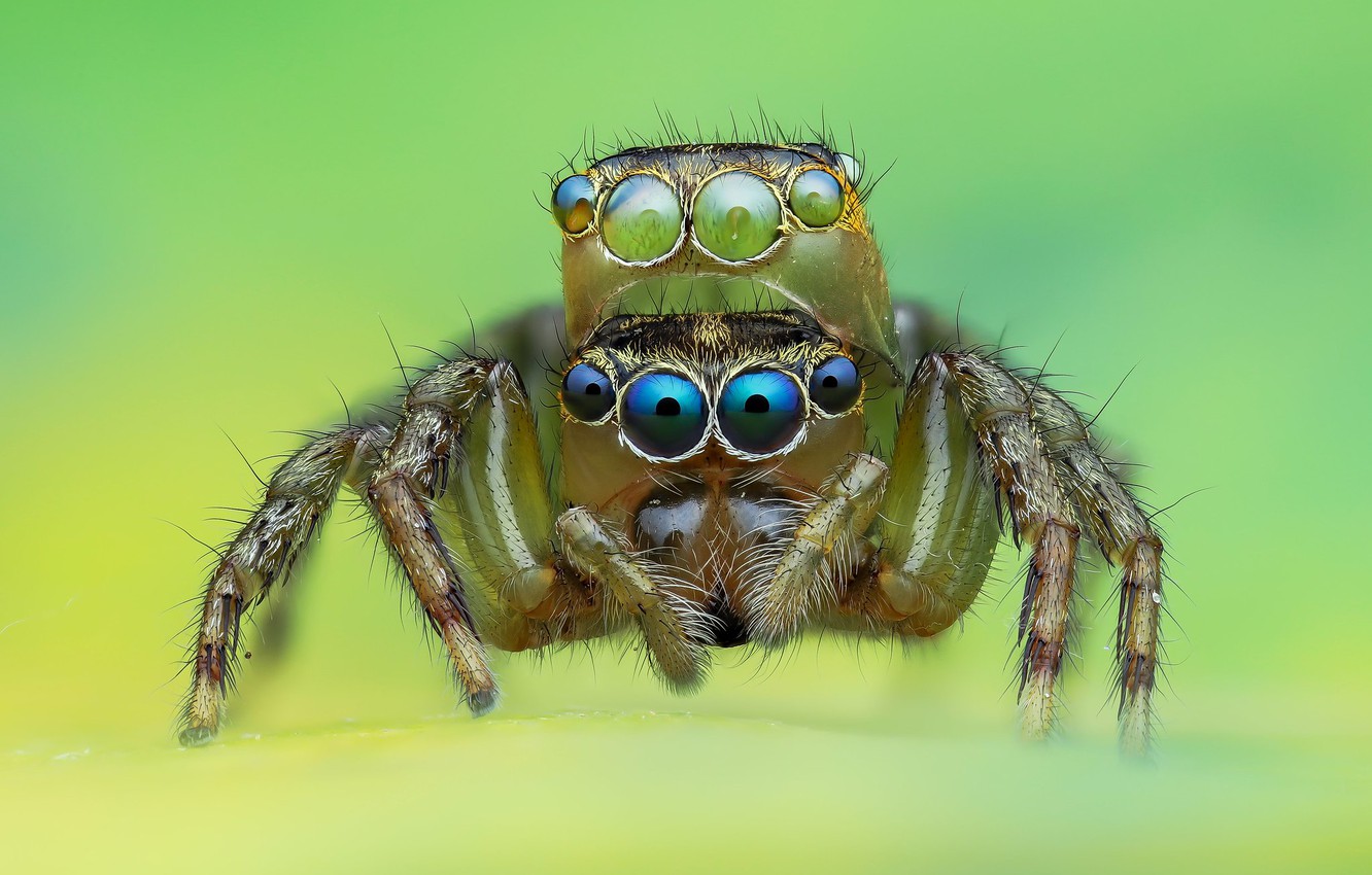 Wallpaper eyes, macro, background, spiders, spider, jumper, jumper, spider, jumping spider, членистоногое image for desktop, section макро