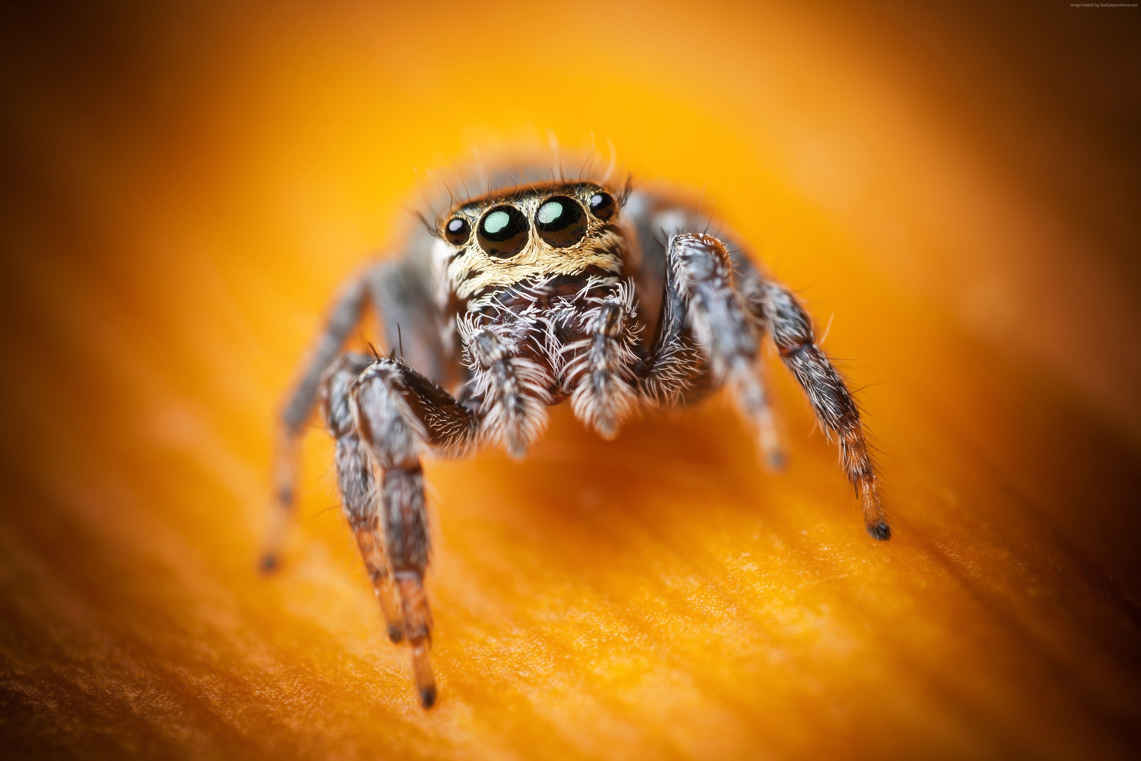 Little jumping spider (wallpaper). invertebrate. Jumping spider, Spider, Arachnids