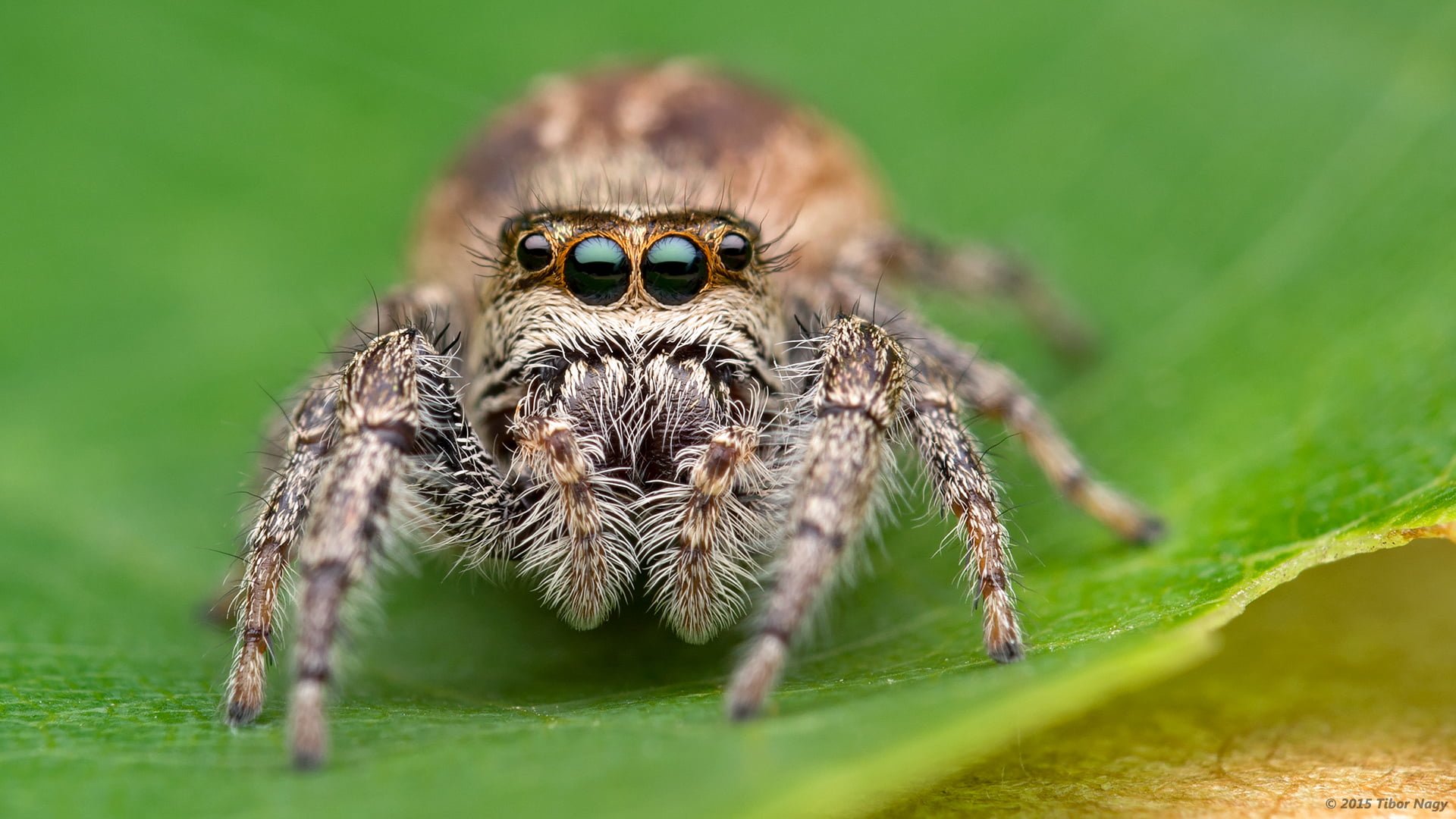 Jumping Spider HD Wallpaper 77190