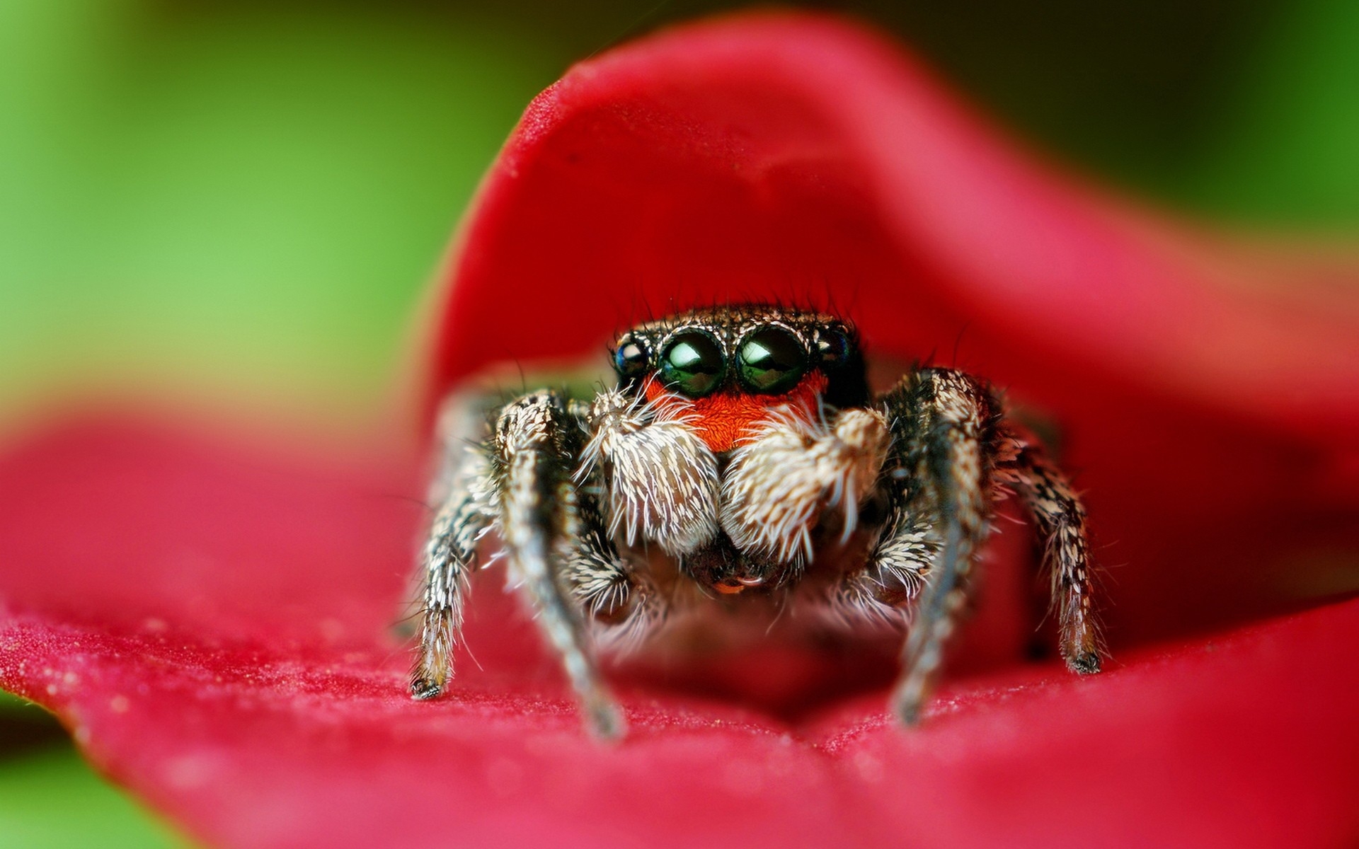spiders jumping spider 1920x1200 wallpaper High Quality Wallpaper, High Definition Wallpaper