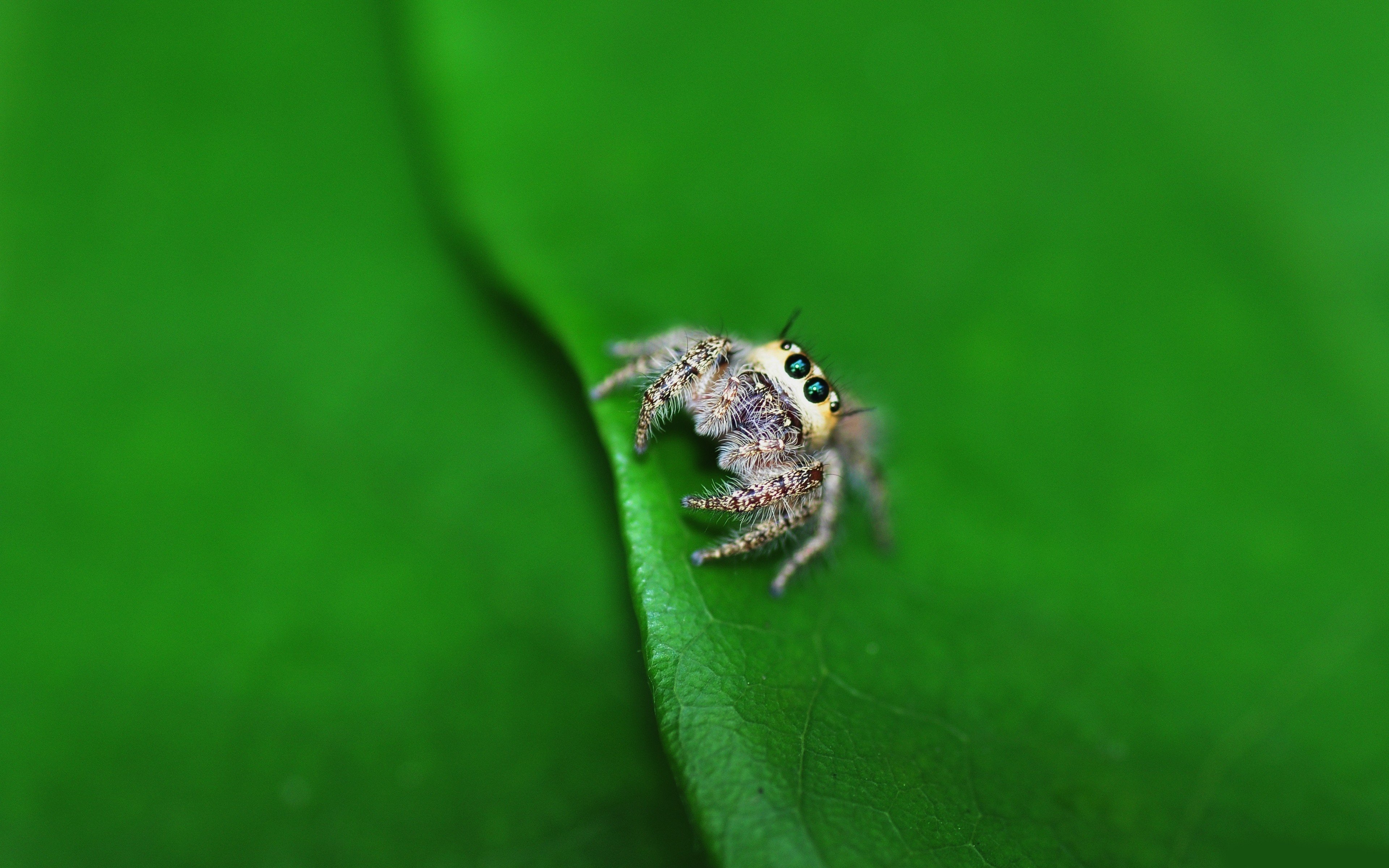 spider, Jumping Spider Wallpaper HD / Desktop and Mobile Background