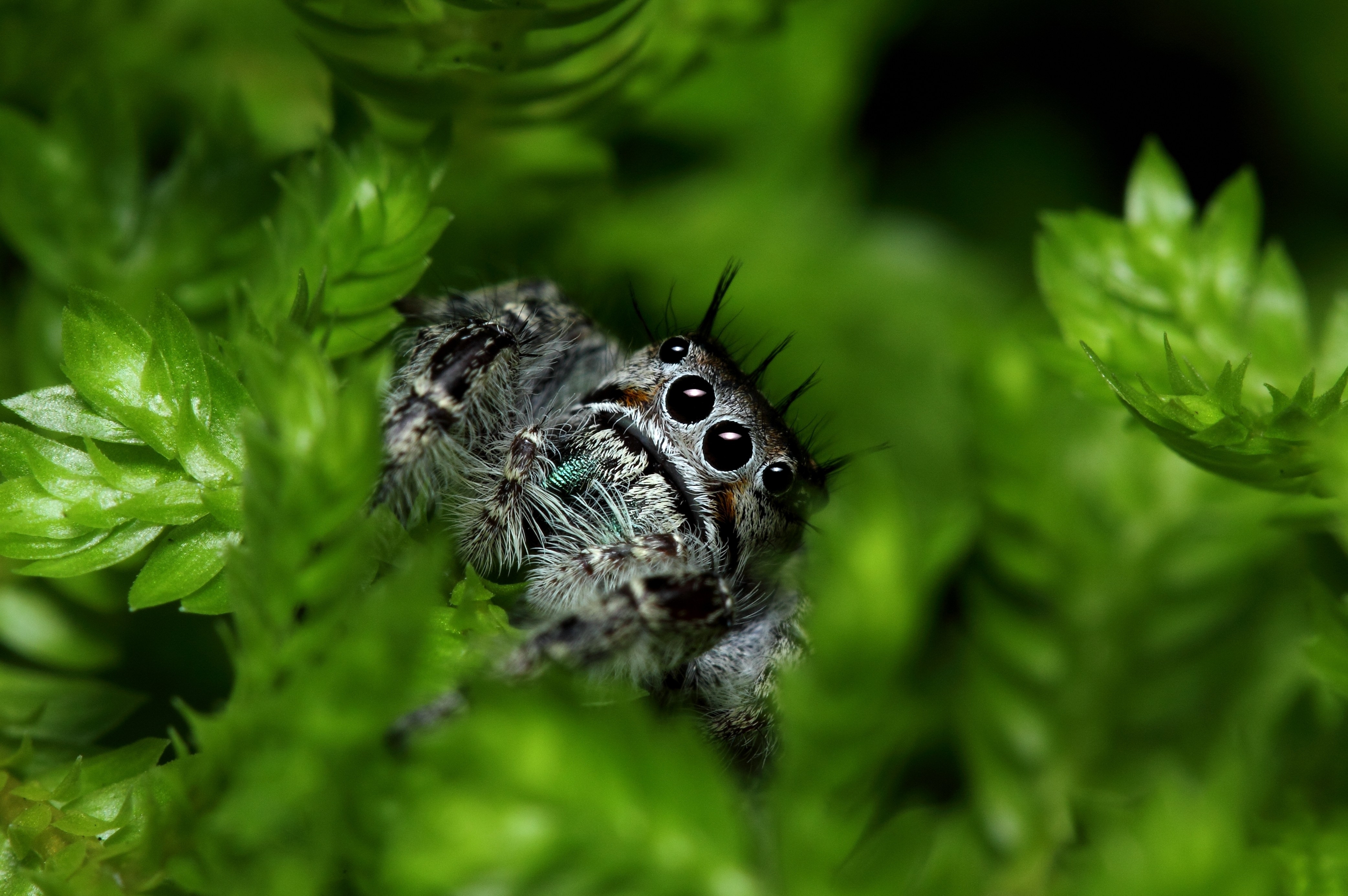 jumping spider High Quality Wallpaper, High Definition Wallpaper