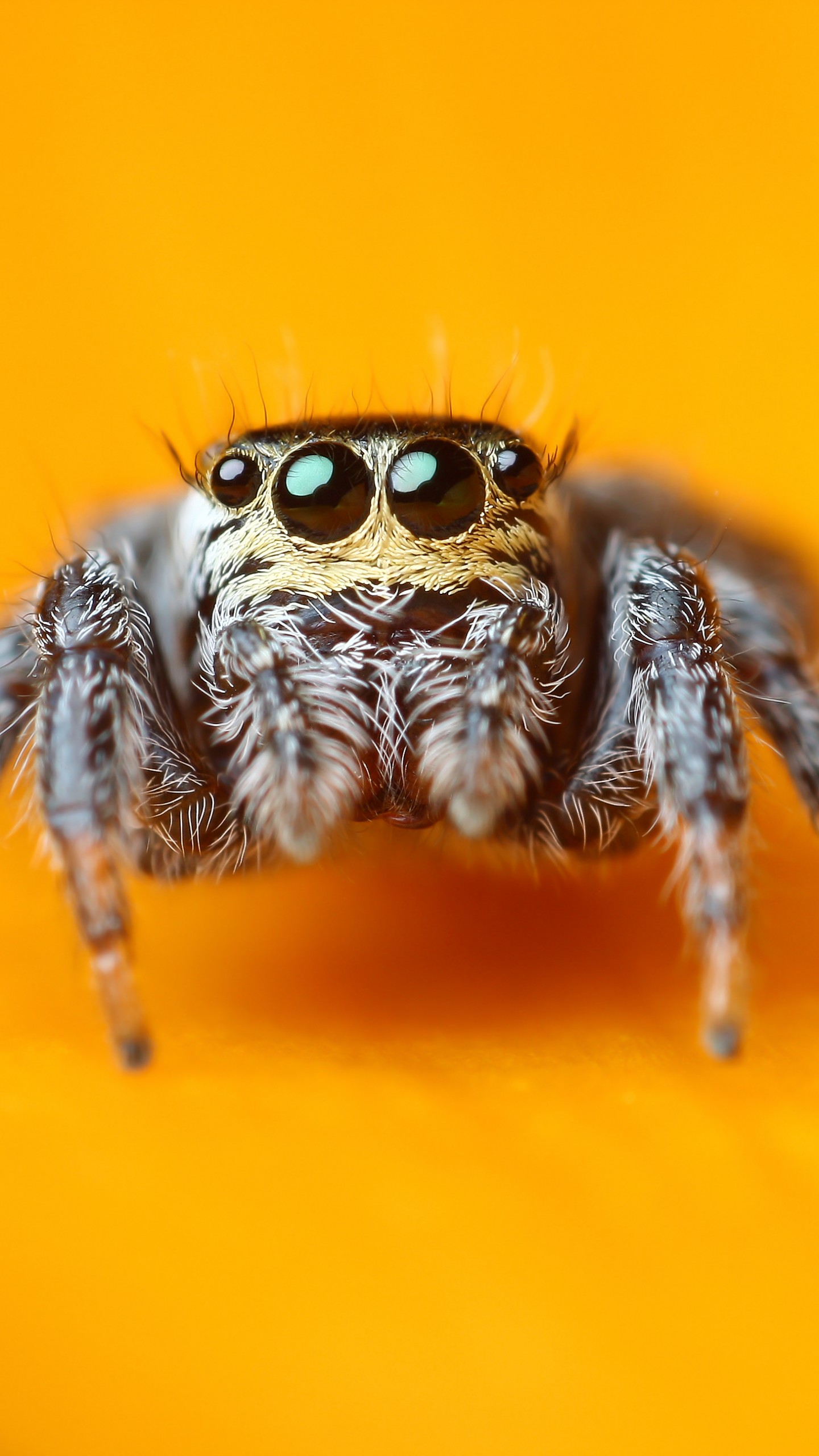 Wallpaper Jumping Spider, 5k, 4k wallpaper, macro, black, eyes, yellow, insects, arachnid, cute, OS