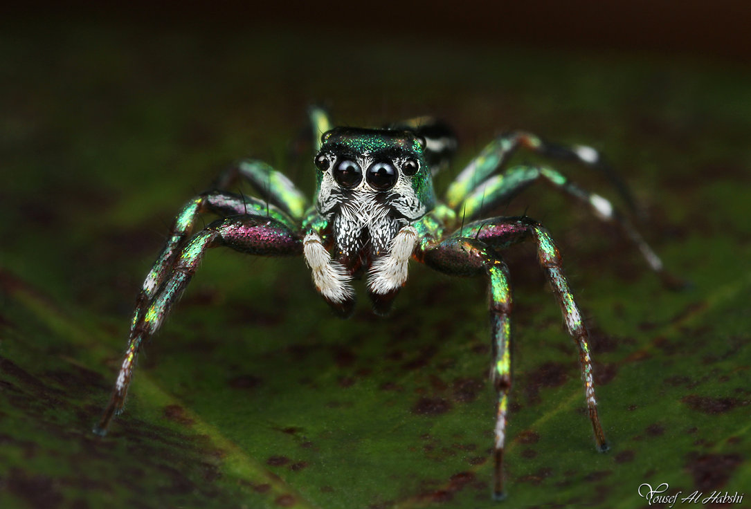 Free download Cute Jumping Spider Wallpaper Jumping spider cosmophasis [1085x736] for your Desktop, Mobile & Tablet. Explore Cute Spider Wallpaper. Cute Spider Wallpaper, Spider Wallpaper, HD Spider Wallpaper