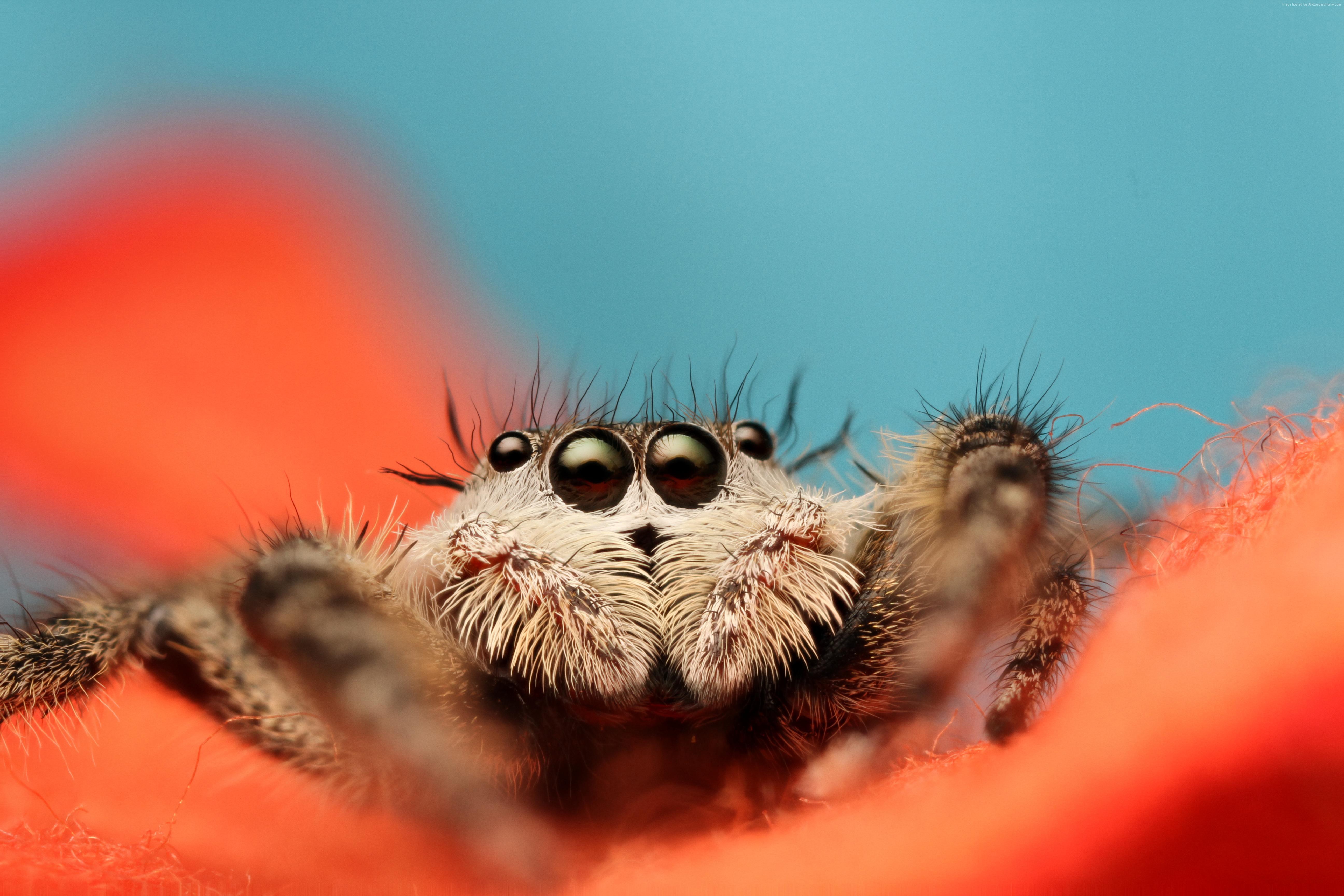 Free download Jumping Spider Wallpaper Animals Jumping Spider macro black eyes [5184x3456] for your Desktop, Mobile & Tablet. Explore Cute Spider Wallpaper. Cute Spider Wallpaper, Spider Wallpaper, HD Spider Wallpaper