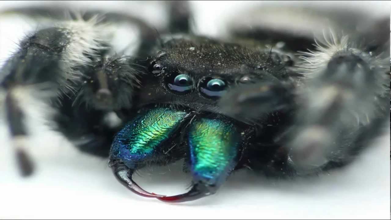 Bold Jumping Spider Fangs
