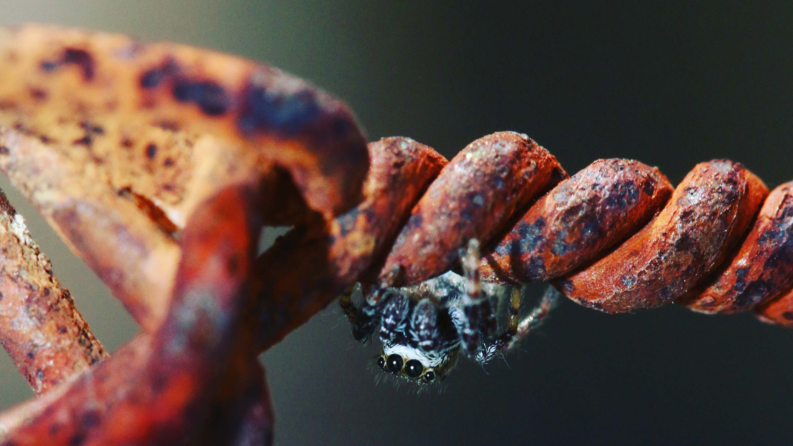 Jumping Spider On A Barbed Wire Fence. [2560 X 1440]