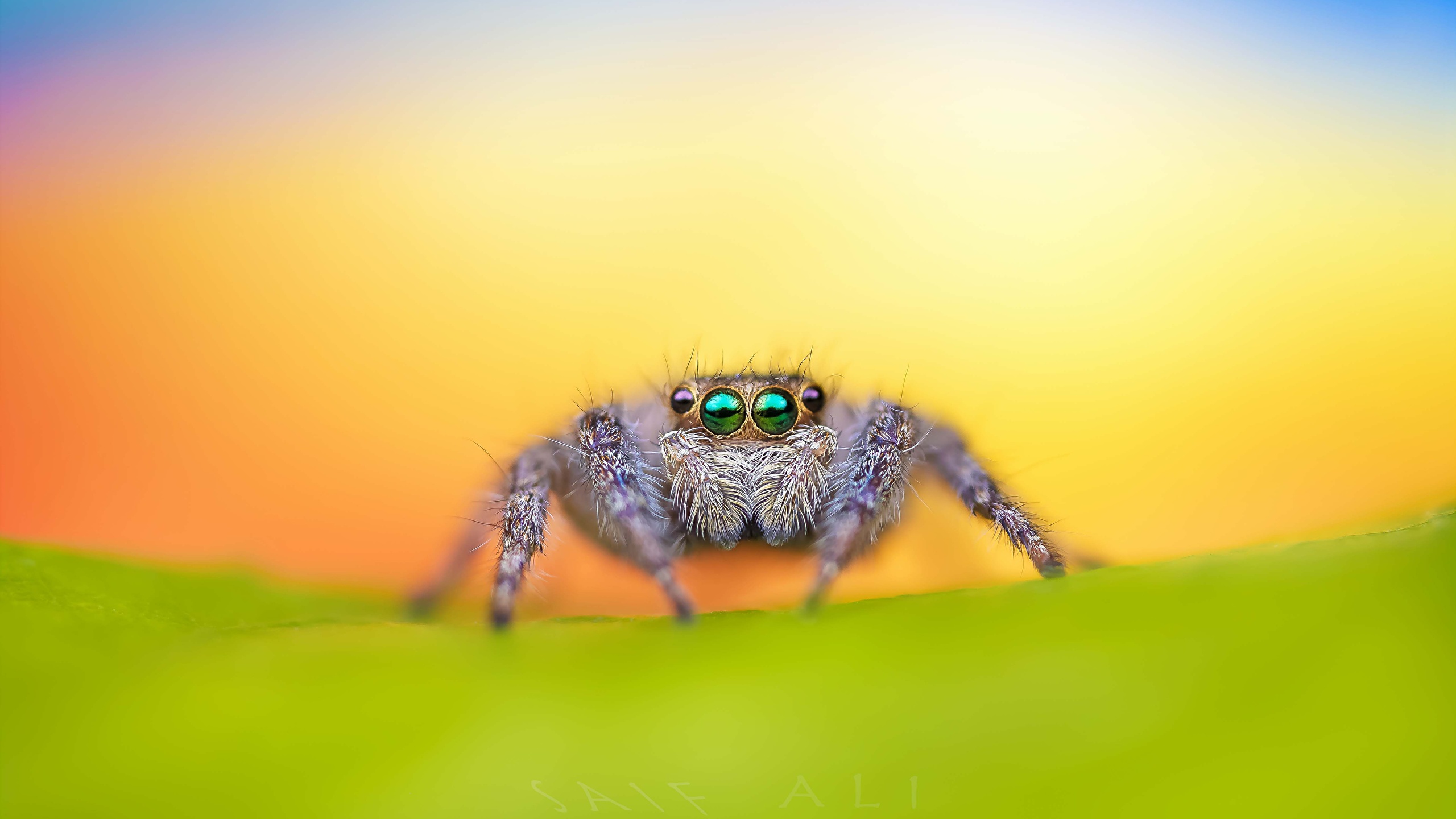 Picture Jumping spider Spiders Animals 2560x1440