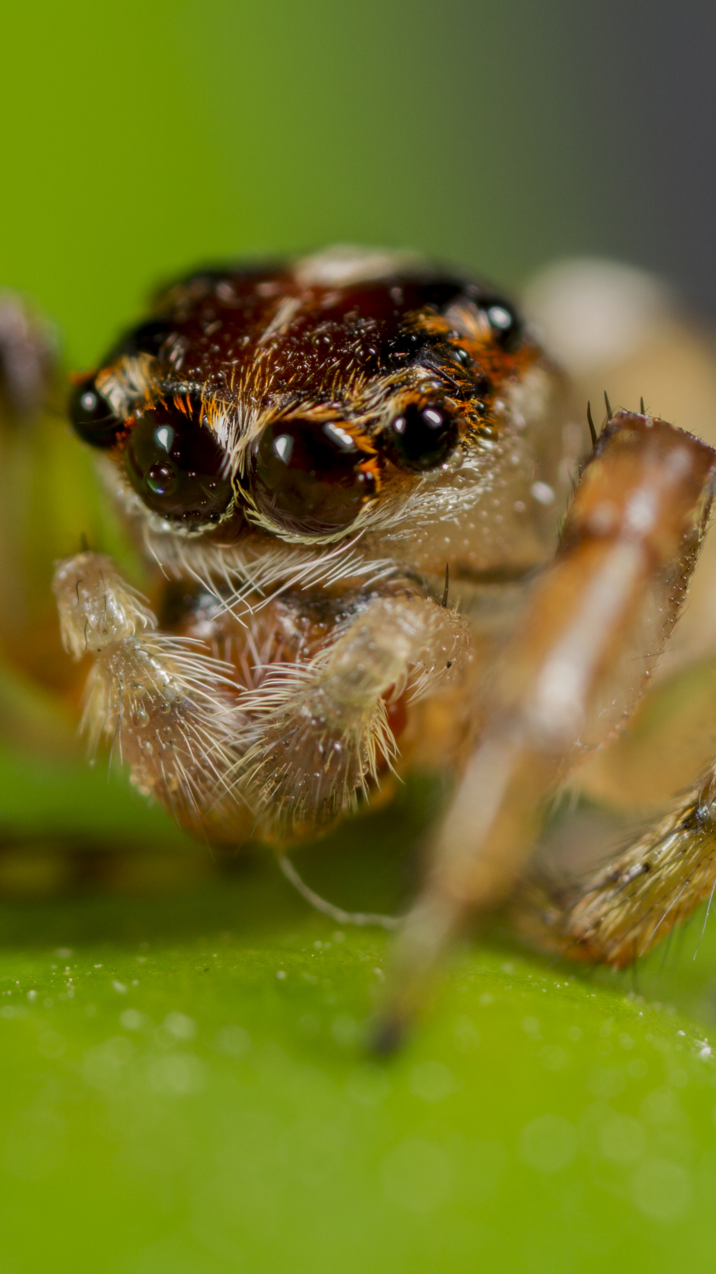Free download Cute Jumping Spider Wallpaper Jumping spider by vexxa [5184x3456] for your Desktop, Mobile & Tablet. Explore Cute Spider Wallpaper. Cute Spider Wallpaper, Spider Wallpaper, HD Spider Wallpaper