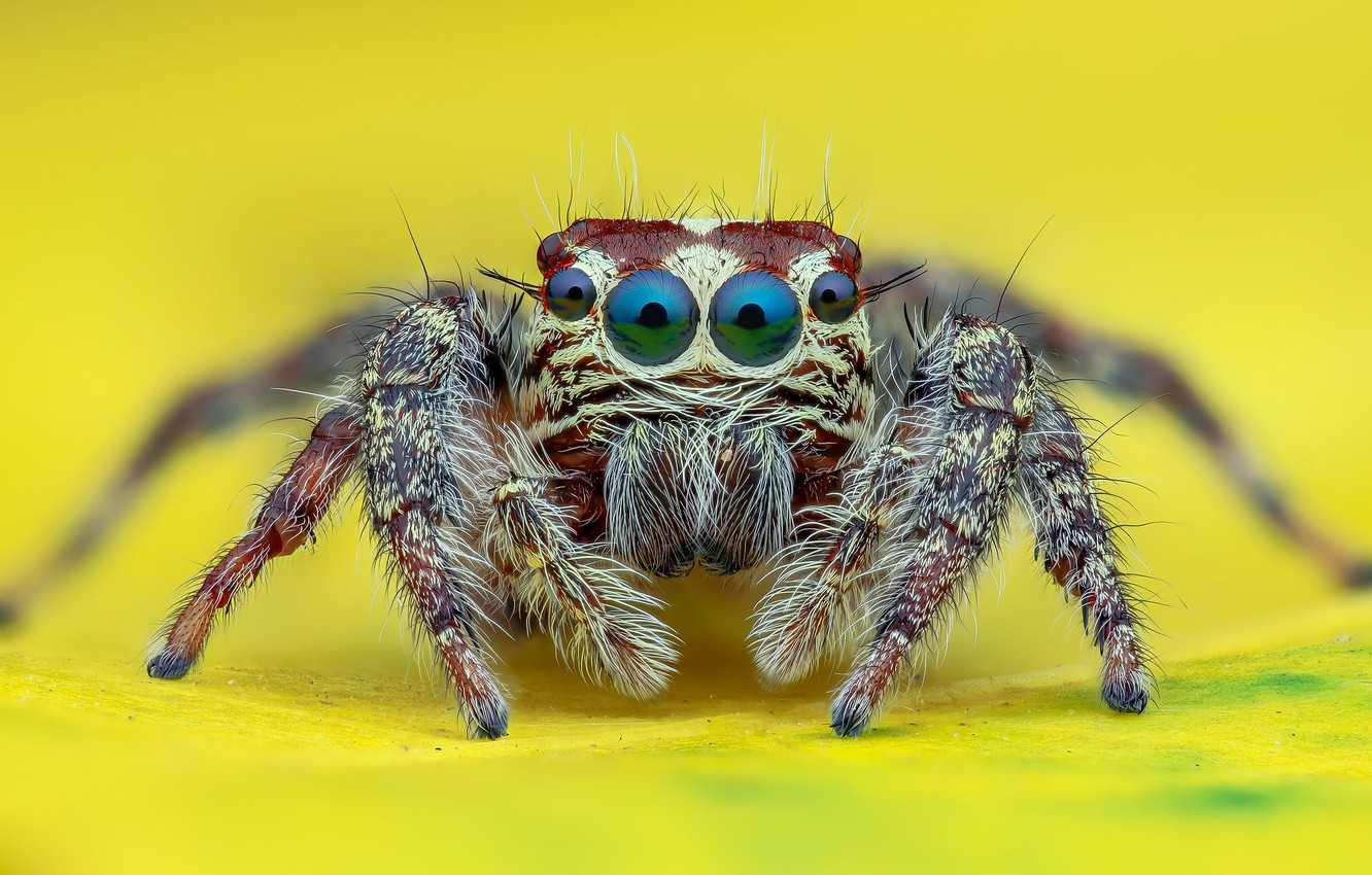 Wallpaper eyes, look, macro, spider, yellow background, jumper, jumper, spider, jumping spider, членистоногое image for desktop, section макро