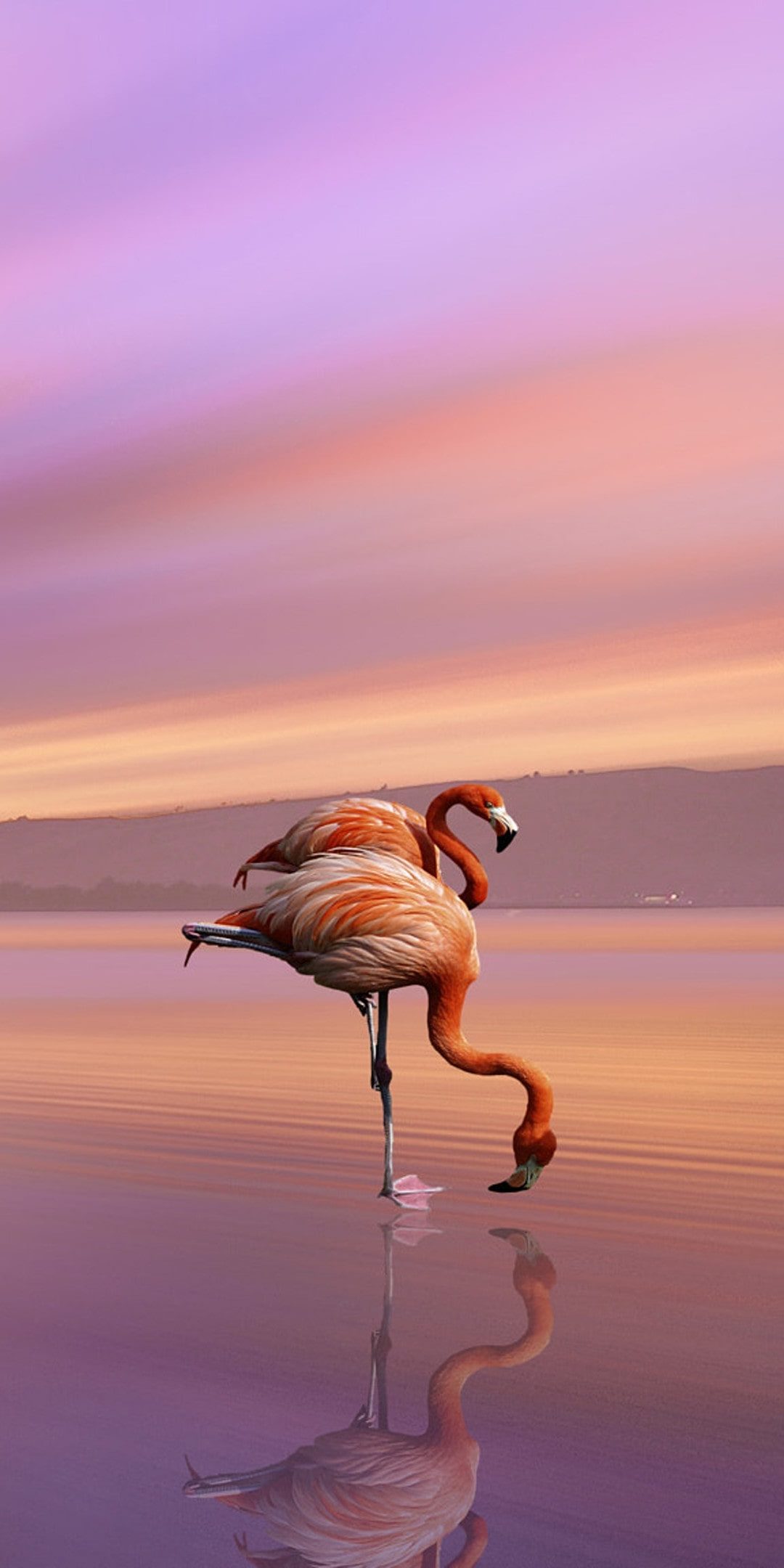 Flamingo Wallpaper