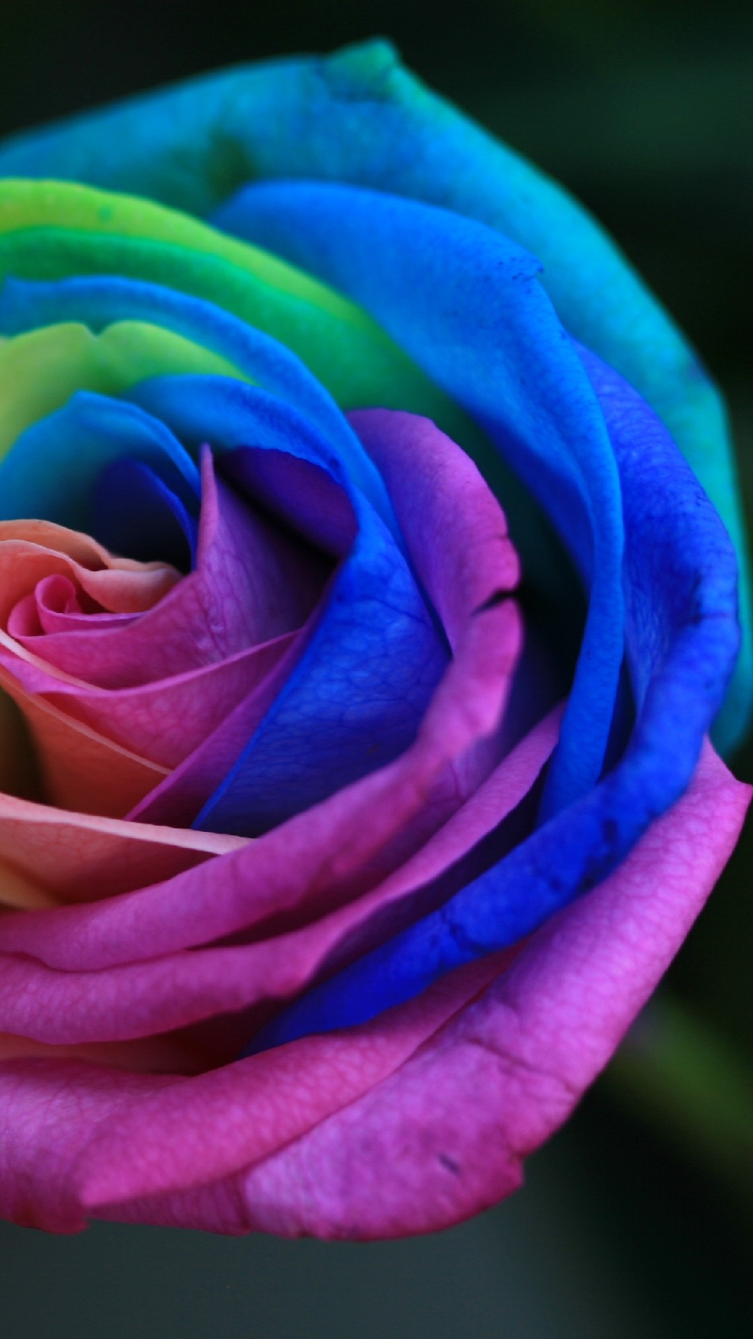 Samsung Galaxy Rainbow Rose HD 1080p Wallpaper