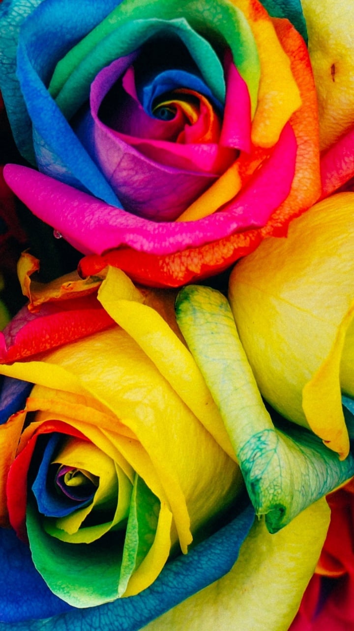 roses, colorful, rainbow Galaxy s3 wallpaper