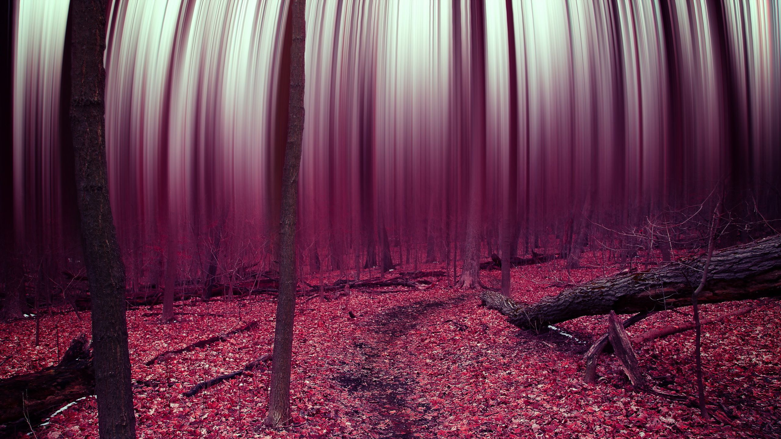 Surreal Forest Wallpaper
