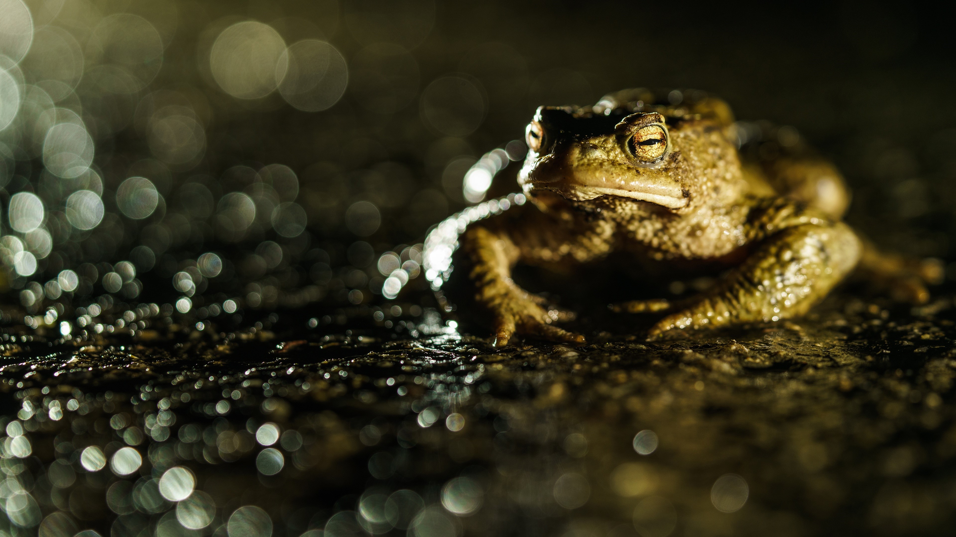 True toad HD wallpaper, Background