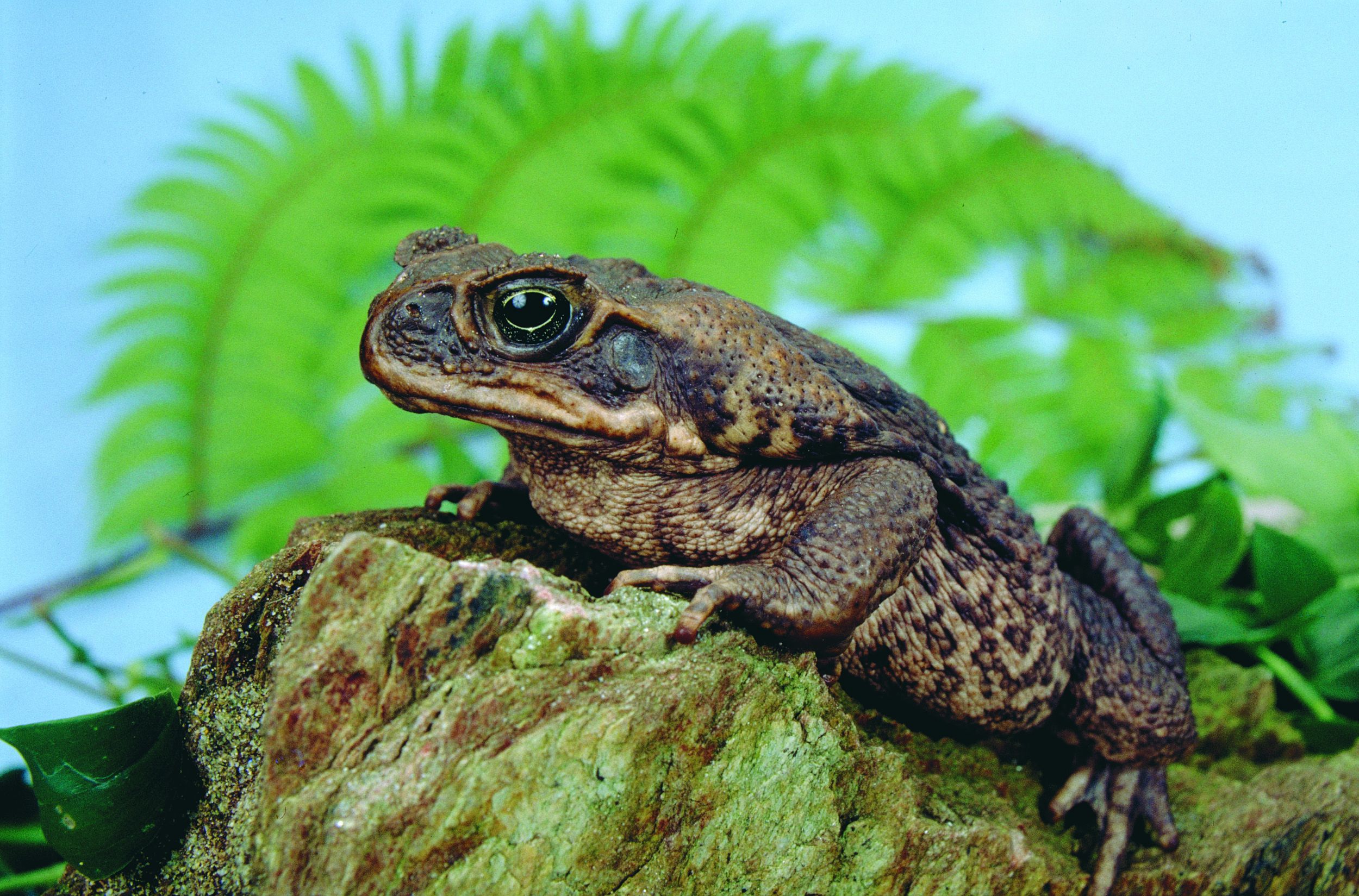 Cane Toad HD Wallpaper