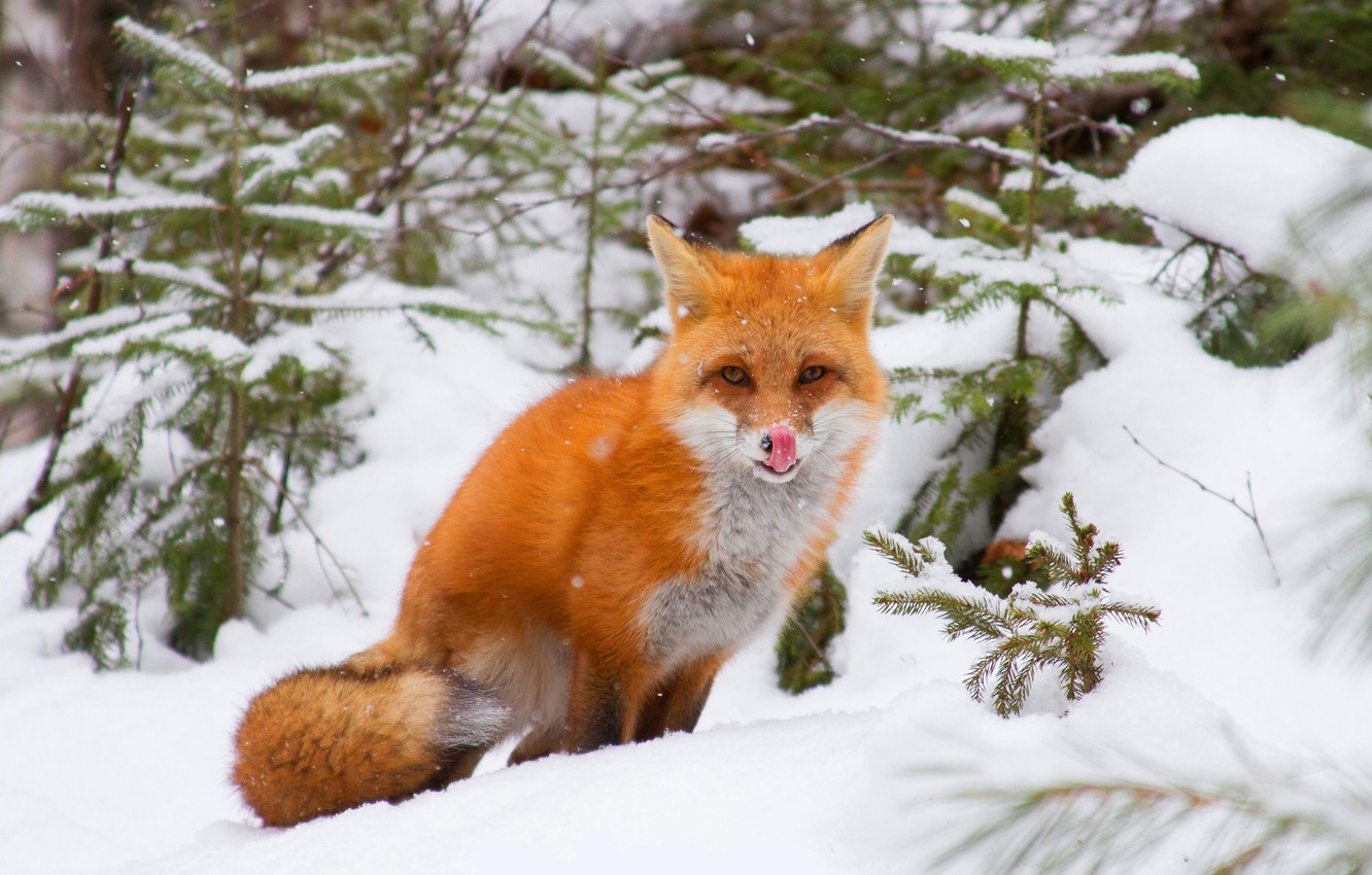 Wallpaper winter, forest, language, look, snow, branches, pose, Fox, the snow, red, sitting, licked, Fox, Christmas trees image for desktop, section животные