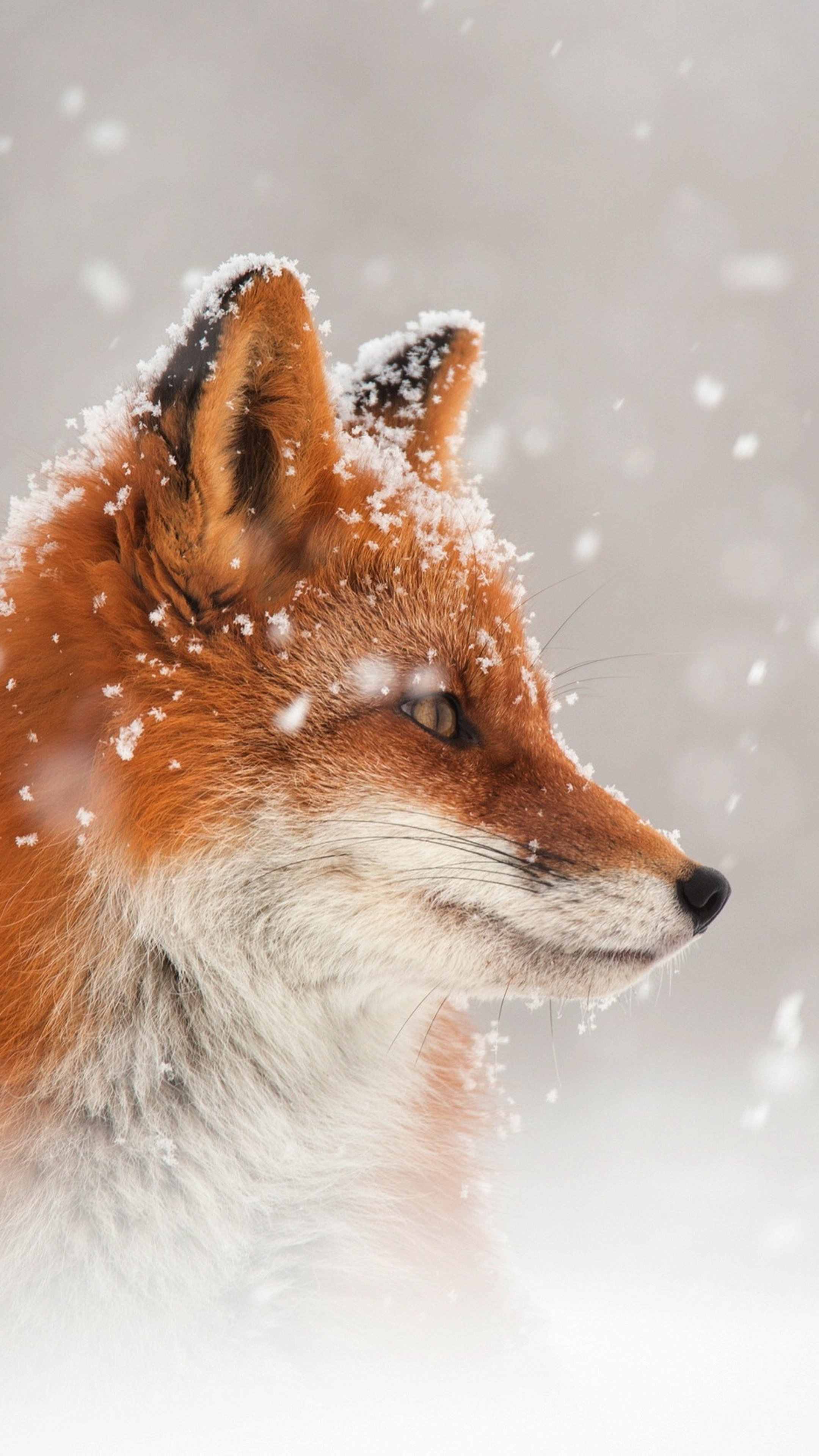 Fox Snow Sony Xperia X, XZ, Z5 Premium HD 4k Wallpaper, Image, Background, Photo and Picture