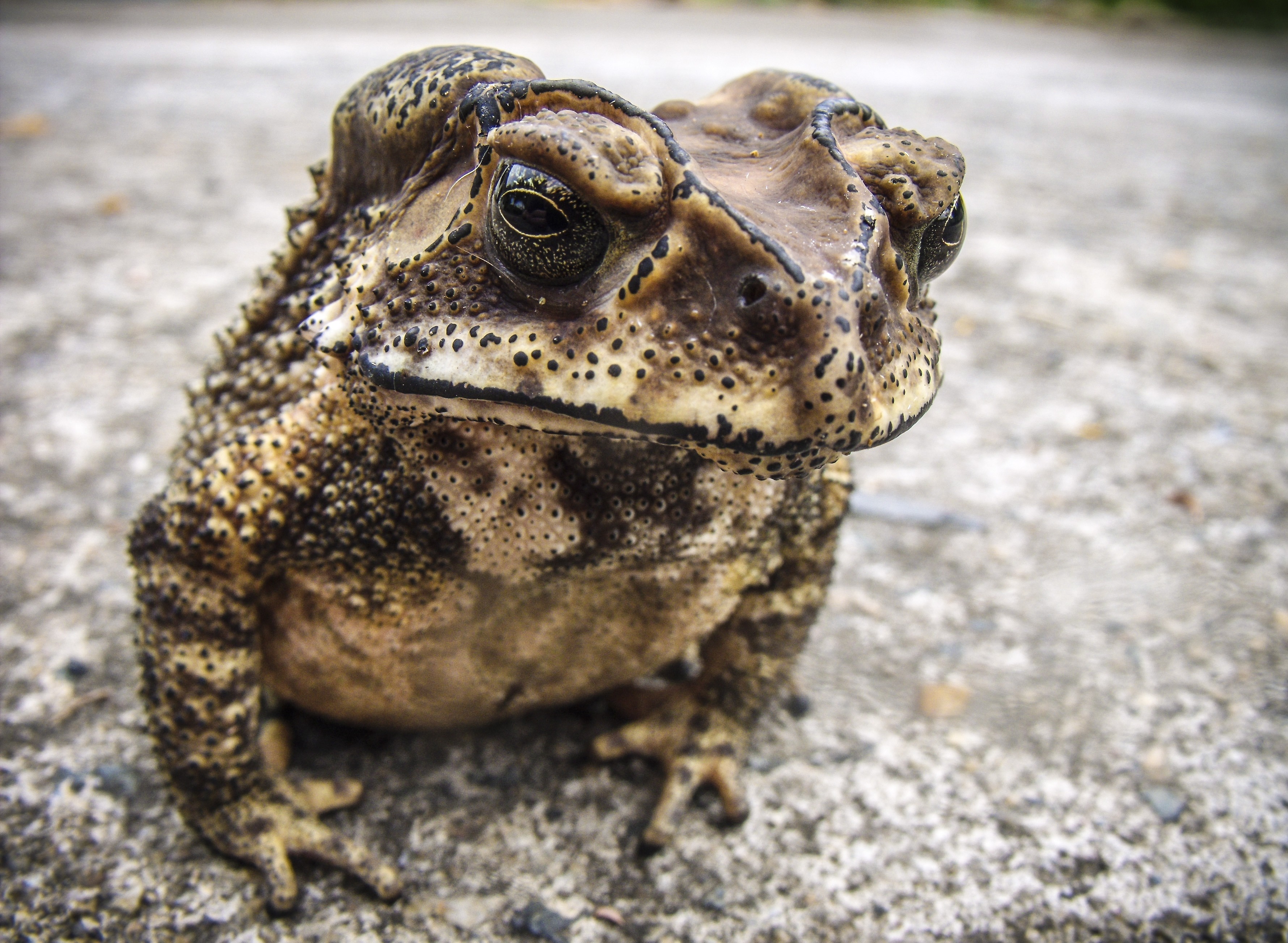 Wallpaper, toad, frog, amphibian 3559x2605