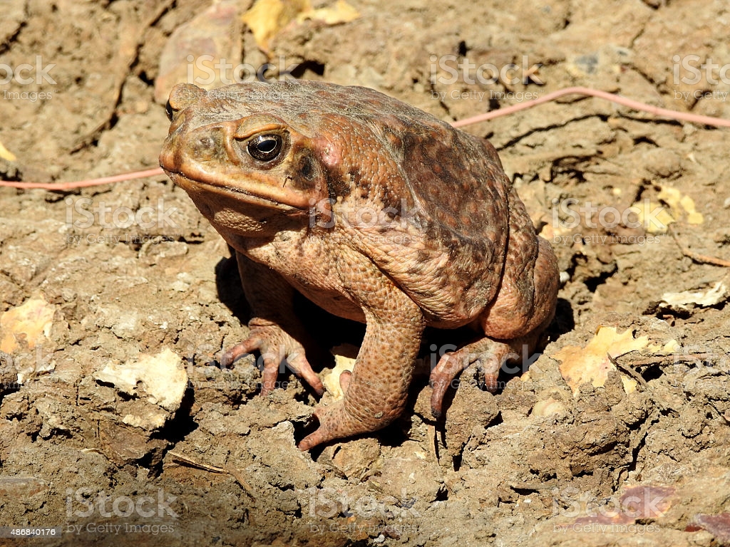 Cane Toad Image Now