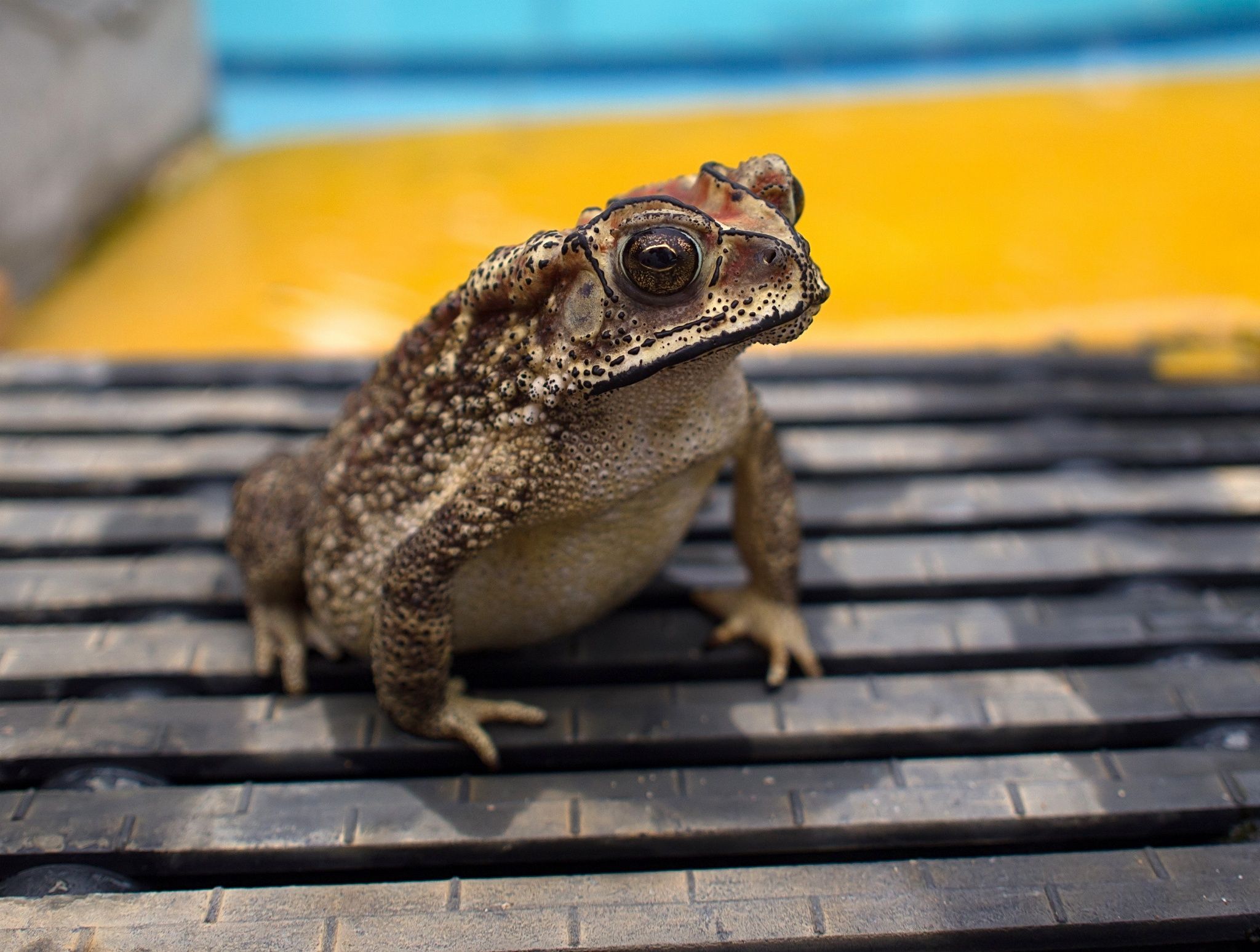 Swimming Pool Toad. Toad animal, Animals, Toad