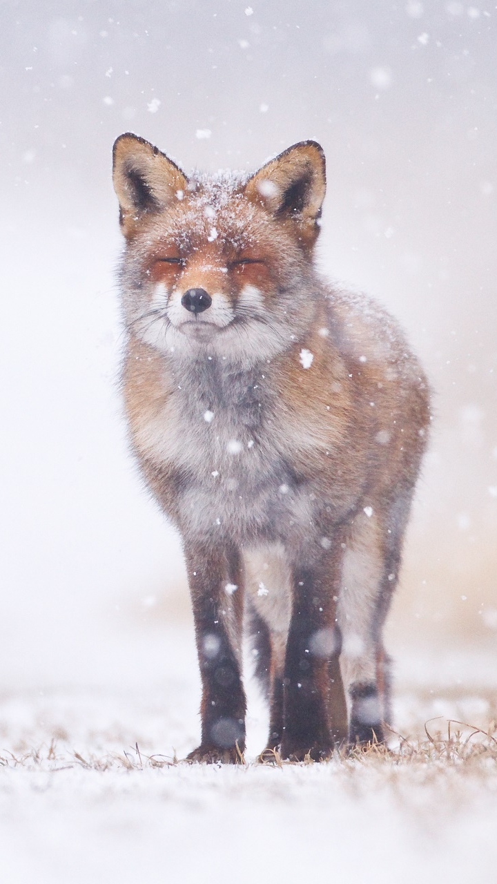 Animal Fox