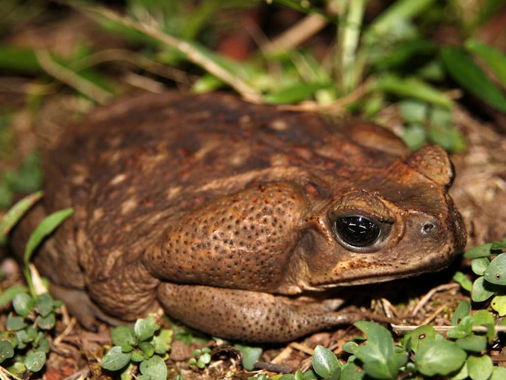 Cane Toad wallpaper, Animal, HQ Cane Toad pictureK Wallpaper 2019