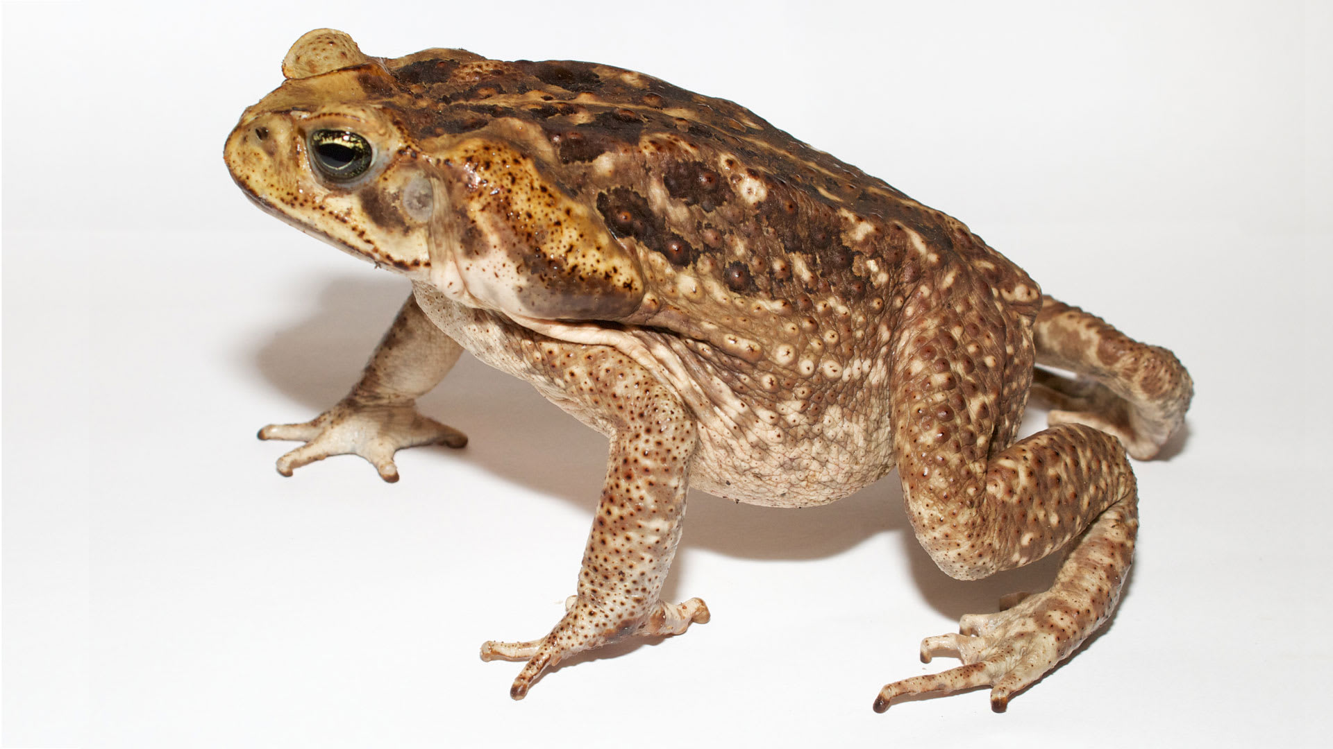 Dog Killing Cane Toads Are Back As Rains Draw Them Out