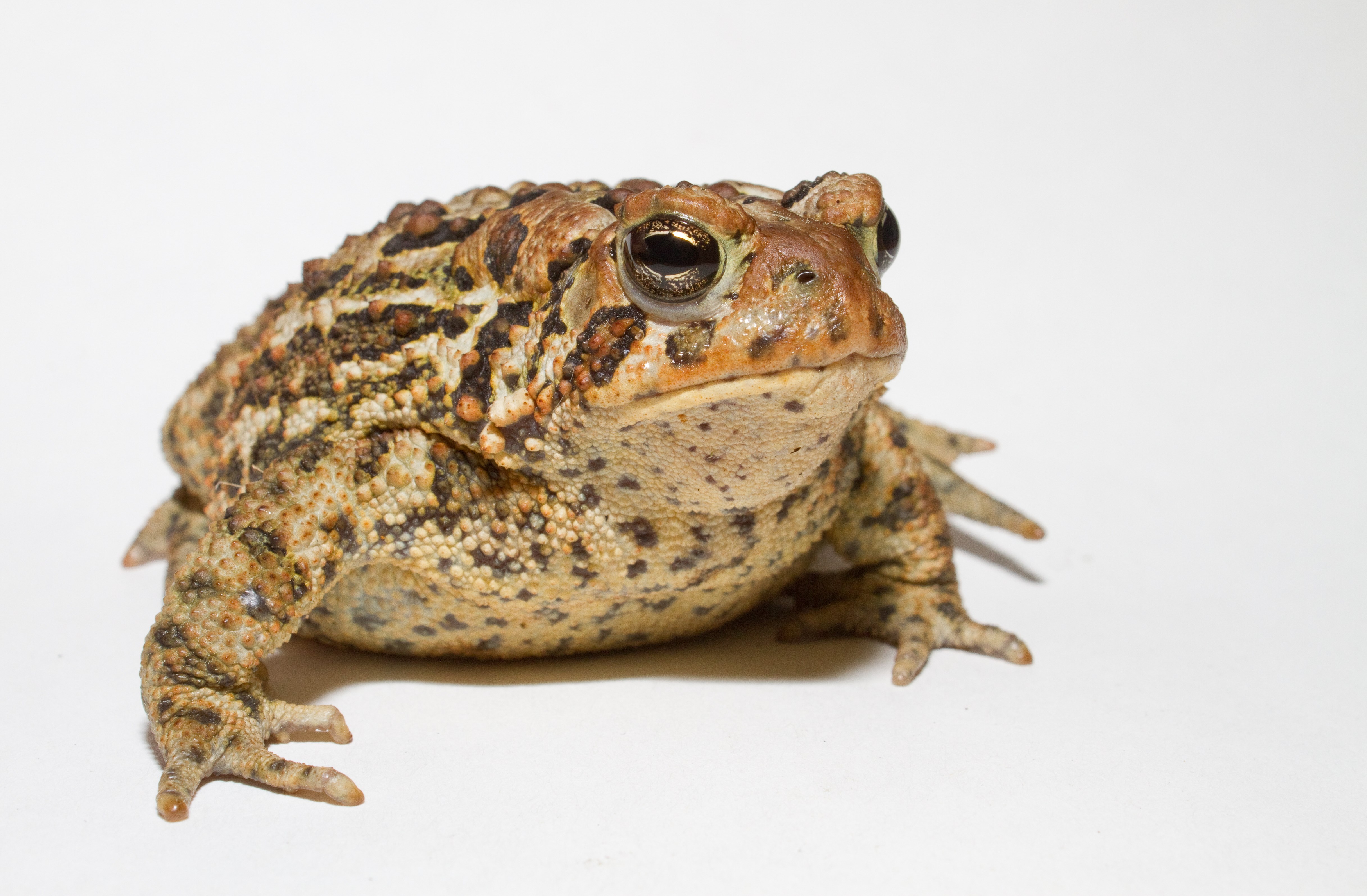 4865x3191 HD wallpaper toad