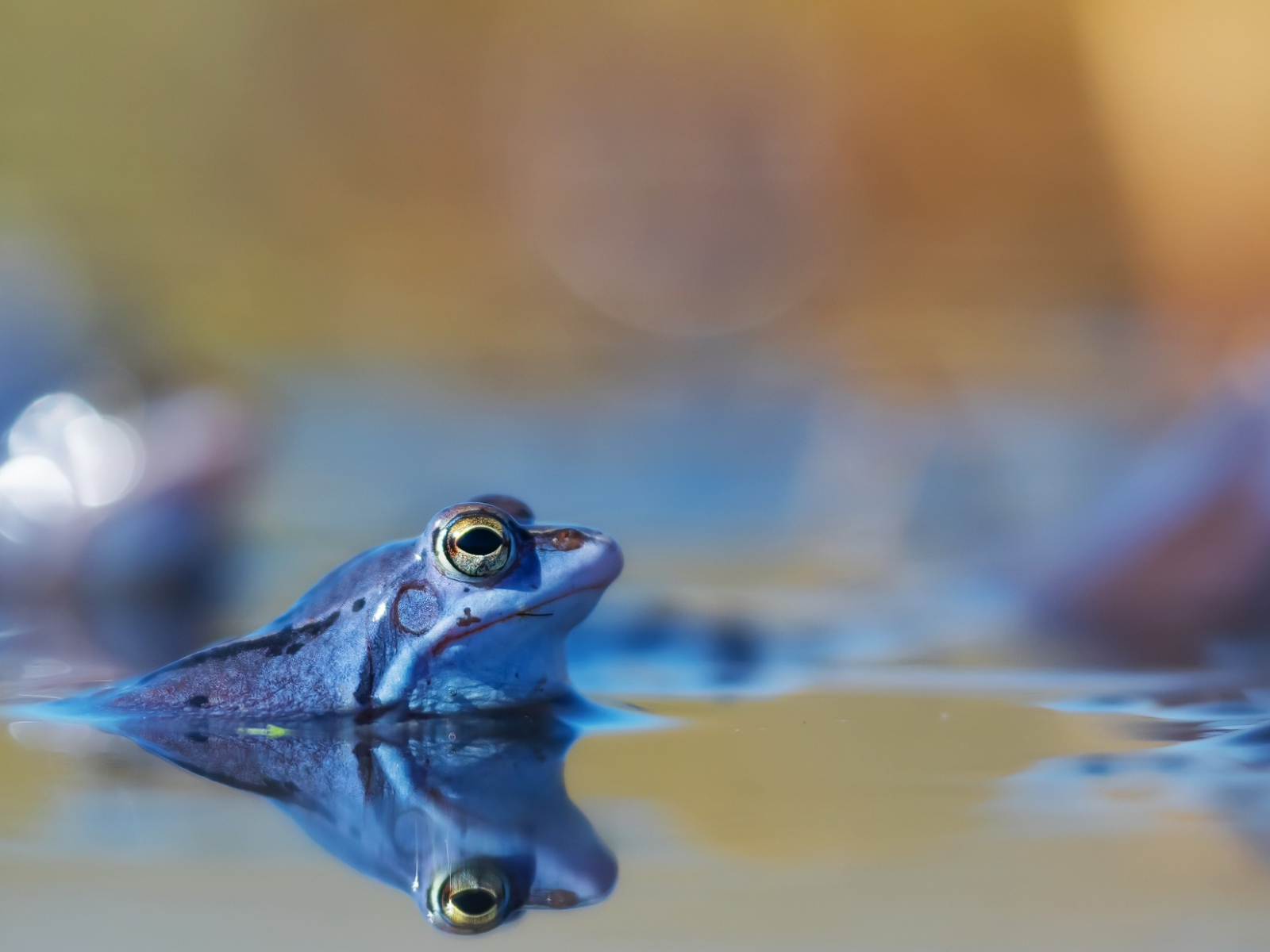 Desktop Wallpaper Frog, Blue Toad, Animal, Lake, Reflections, HD Image, Picture, Background, Fec3nh