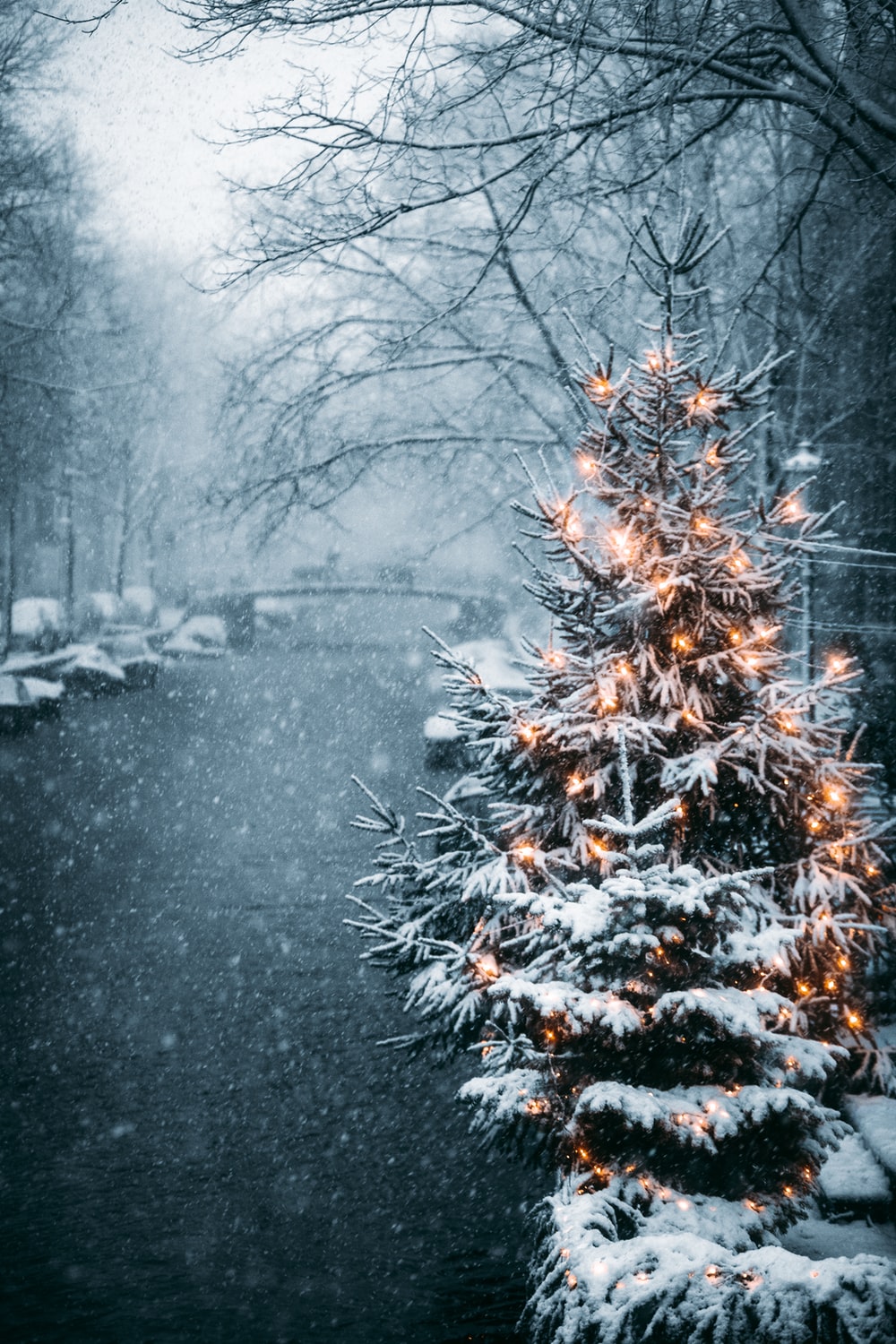 Christmas Tree Snow Picture. Download Free Image