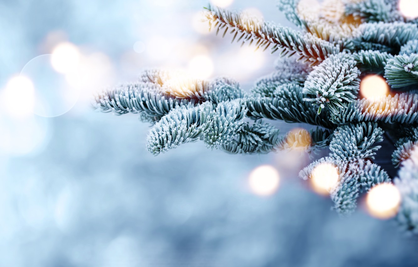 Wallpaper winter, snow, branches, tree, frost, winter, snow, bokeh, fir tree image for desktop, section природа