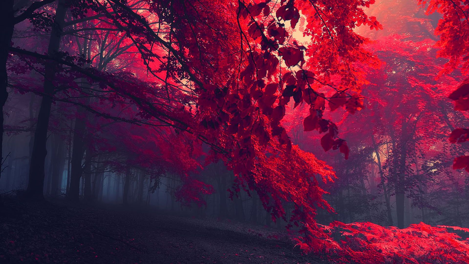 Free download red leafed trees ultra wide photography nature 2K wallpapers [2560x1080] for your Desktop, Mobile & Tablet
